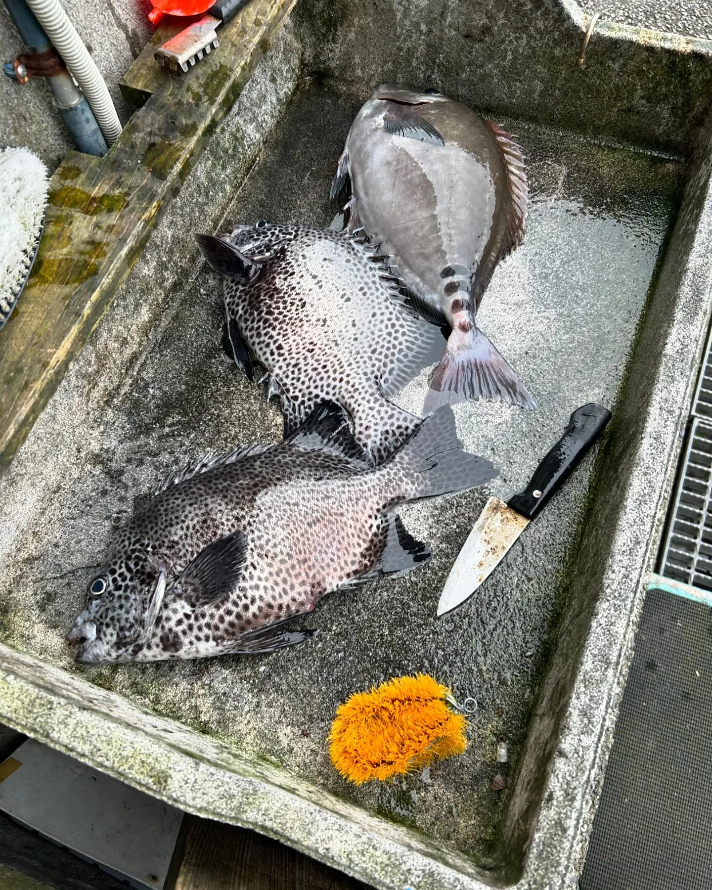 今日、明日は、勝浦へ、イシダイ　クエ狙いの釣り🎣です。