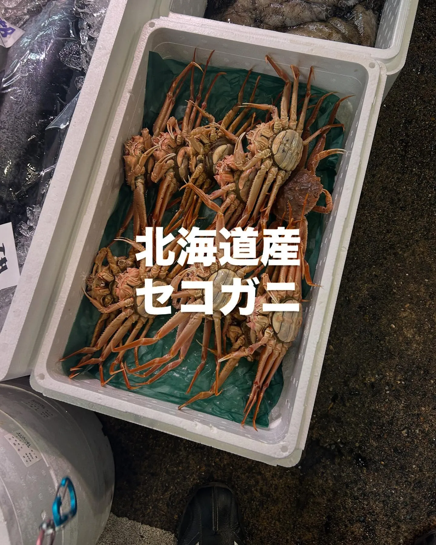 北海道産　セコガニ
