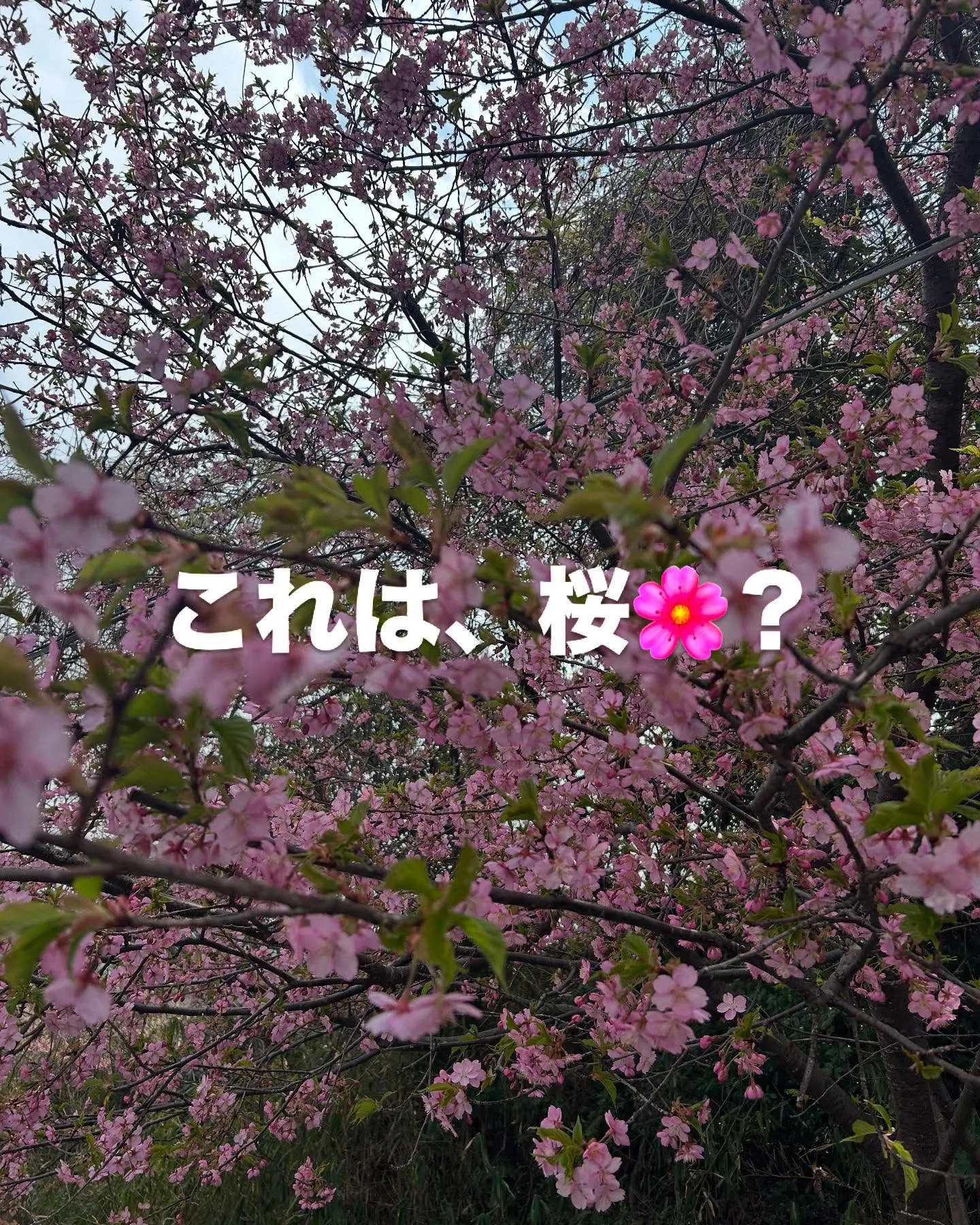 北海道産　セコガニ