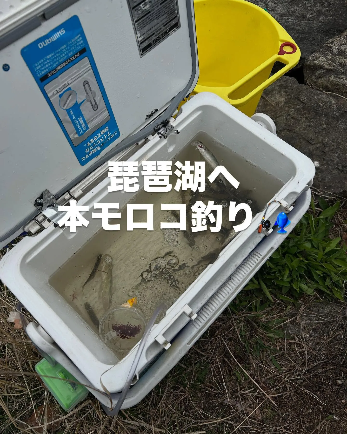 なかなか食べれない、琵琶湖の本モロコ