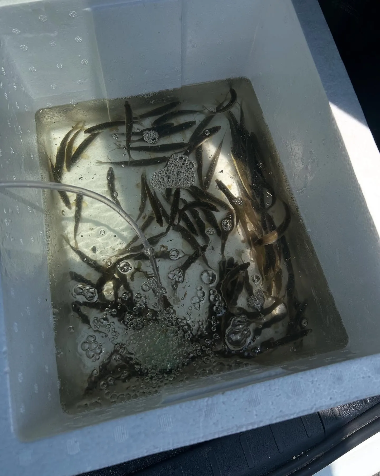 今日も、琵琶湖へ、本モロコ取りに、行って来ました。