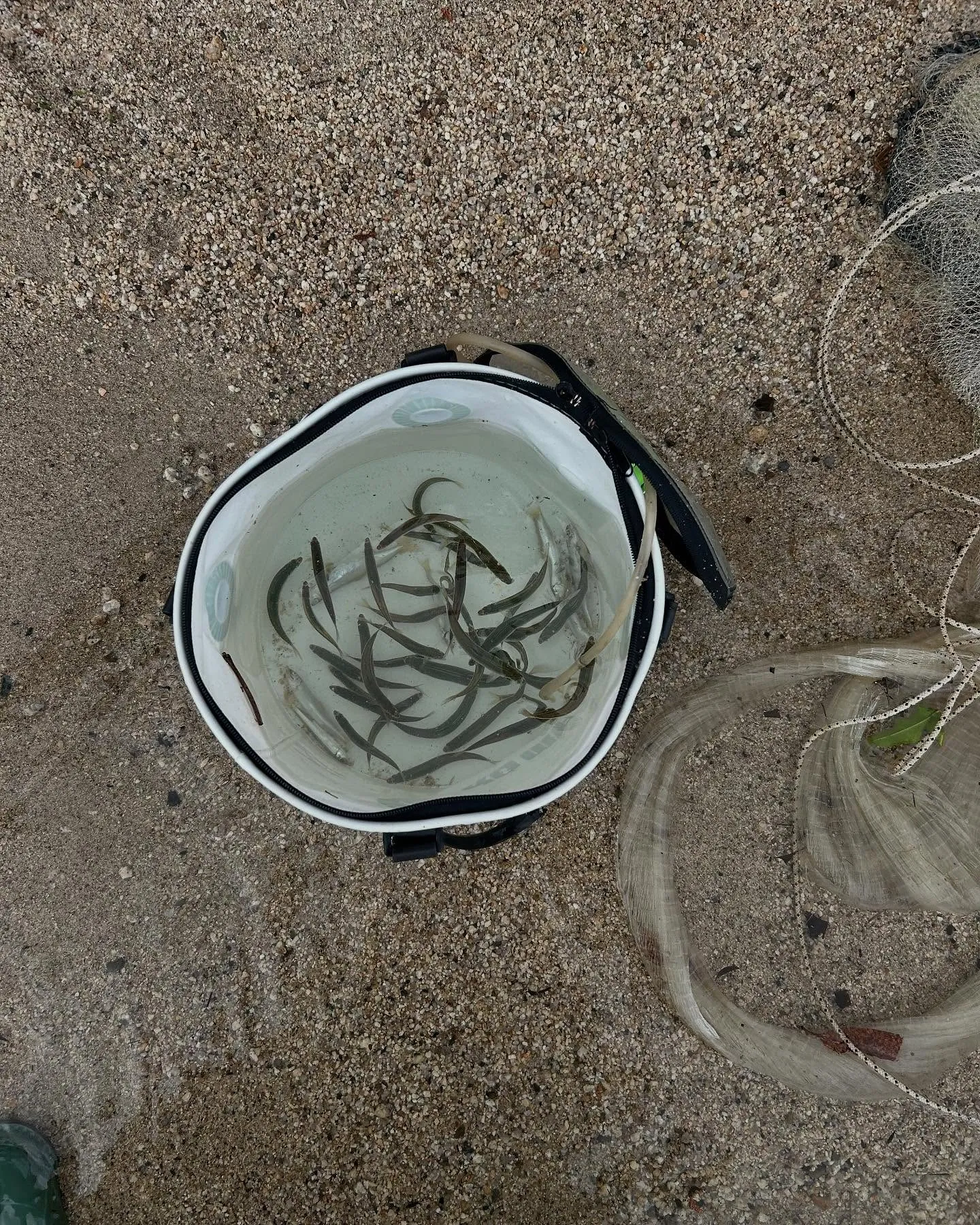 今日は、天然の小鮎釣りに行って来ました。