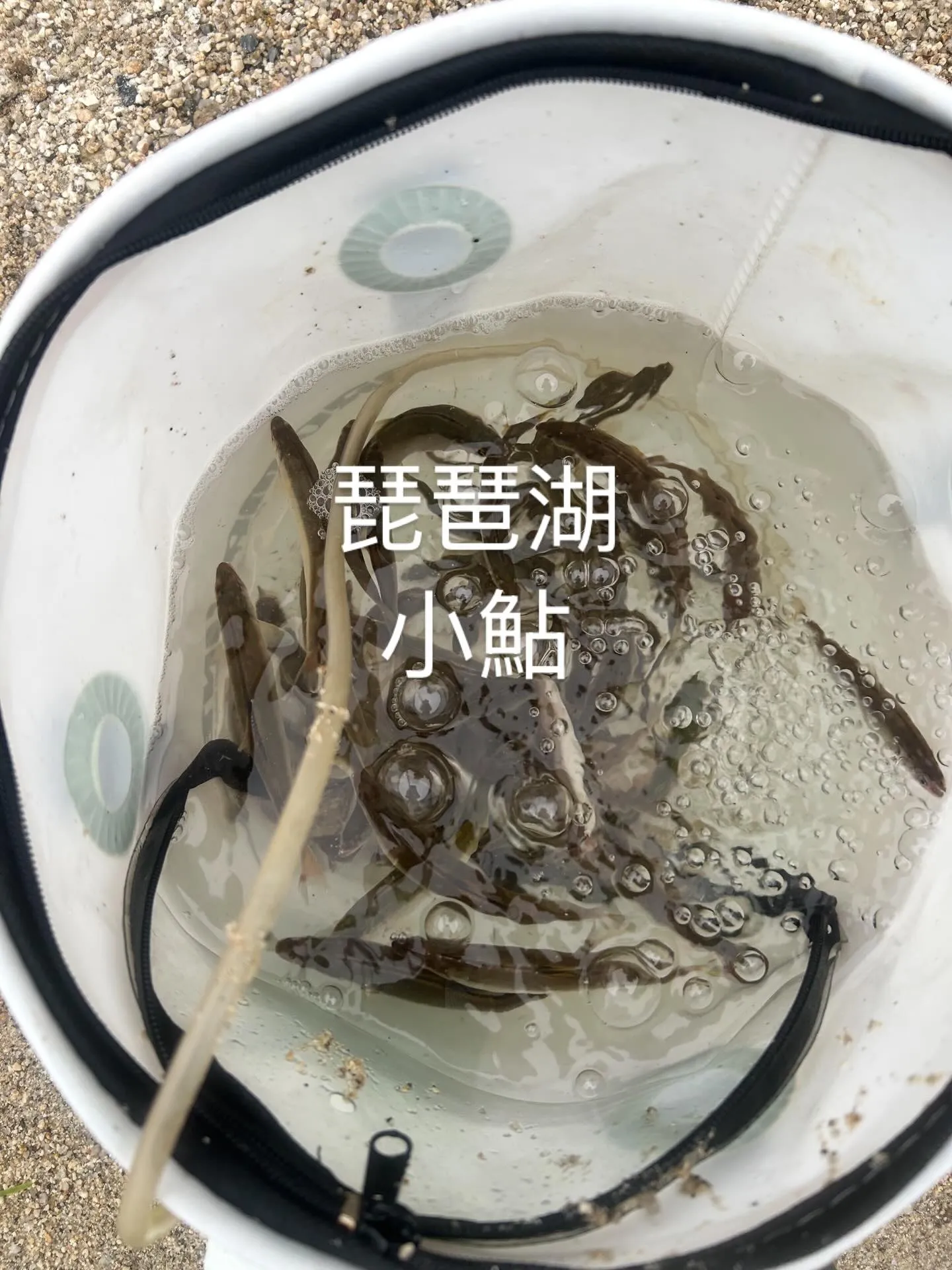 天気が良かったら、釣れます。