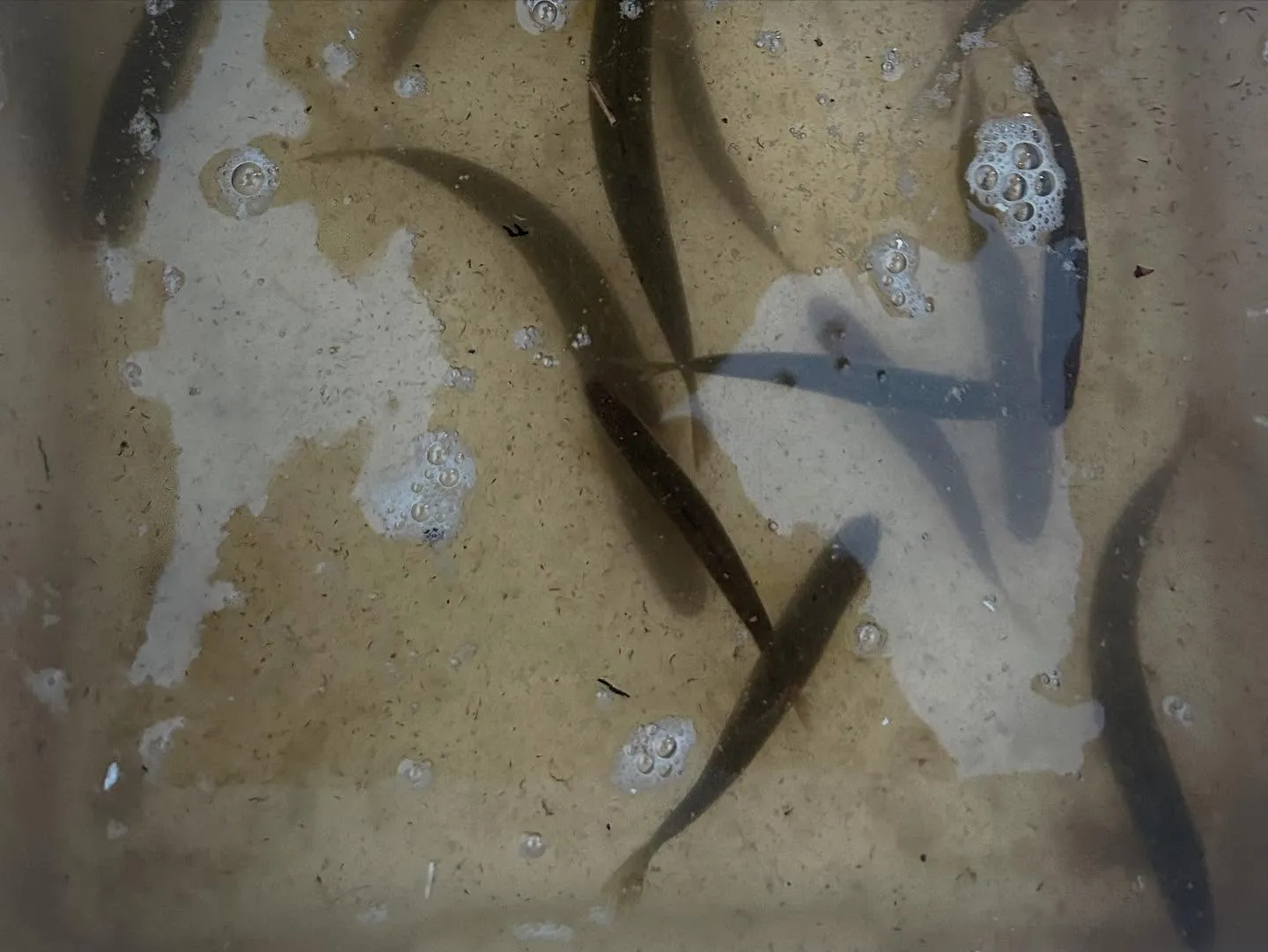 琵琶湖へ、鮎釣りに