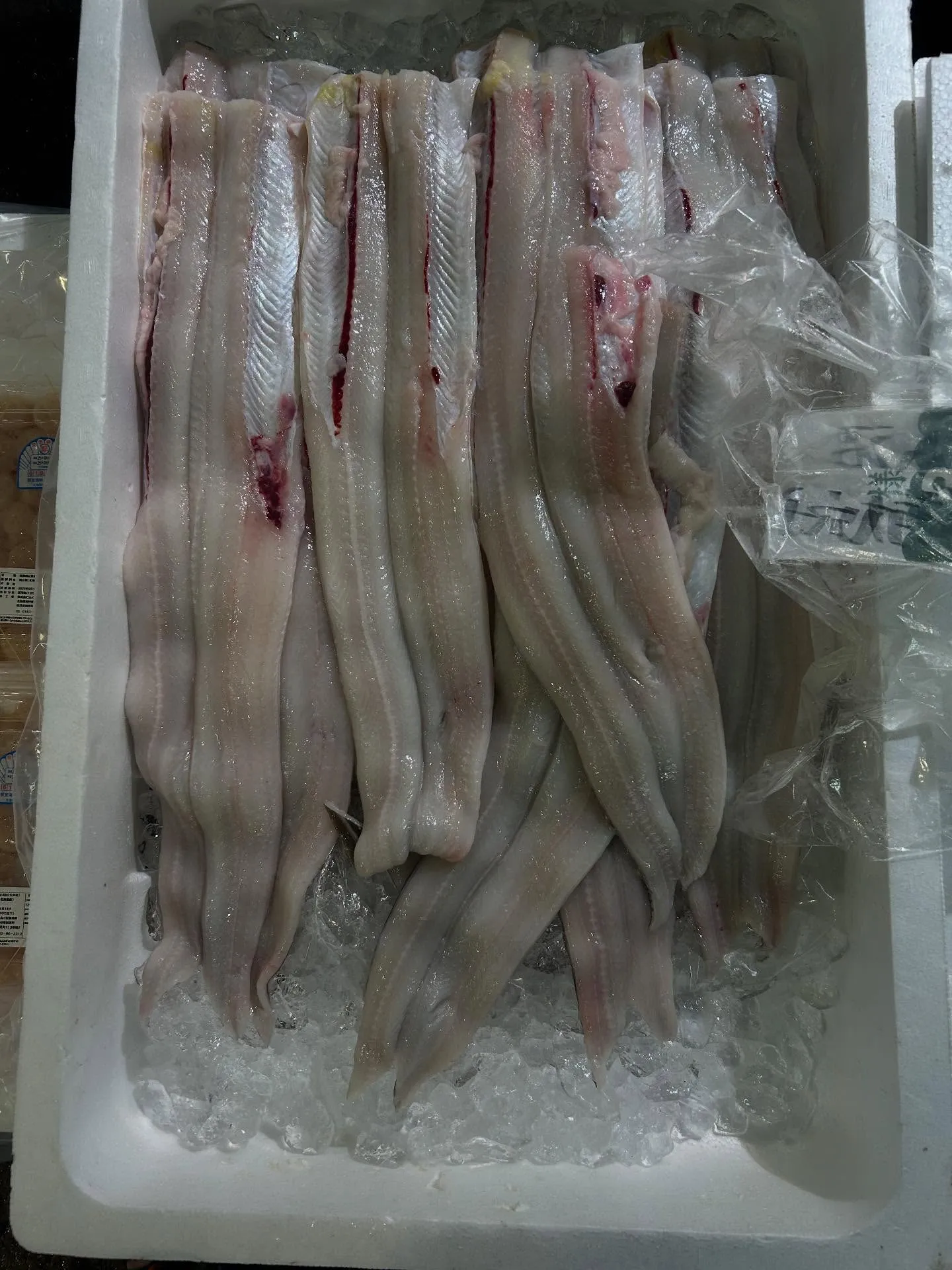 活穴子　宮城県　大きいサイズなんで