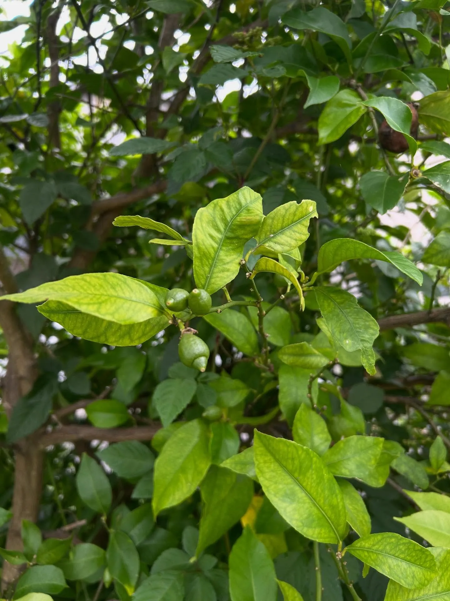 活穴子　宮城県　大きいサイズなんで
