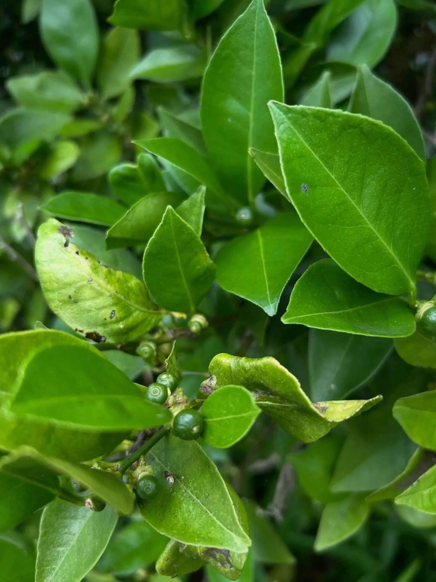 活穴子　宮城県　大きいサイズなんで