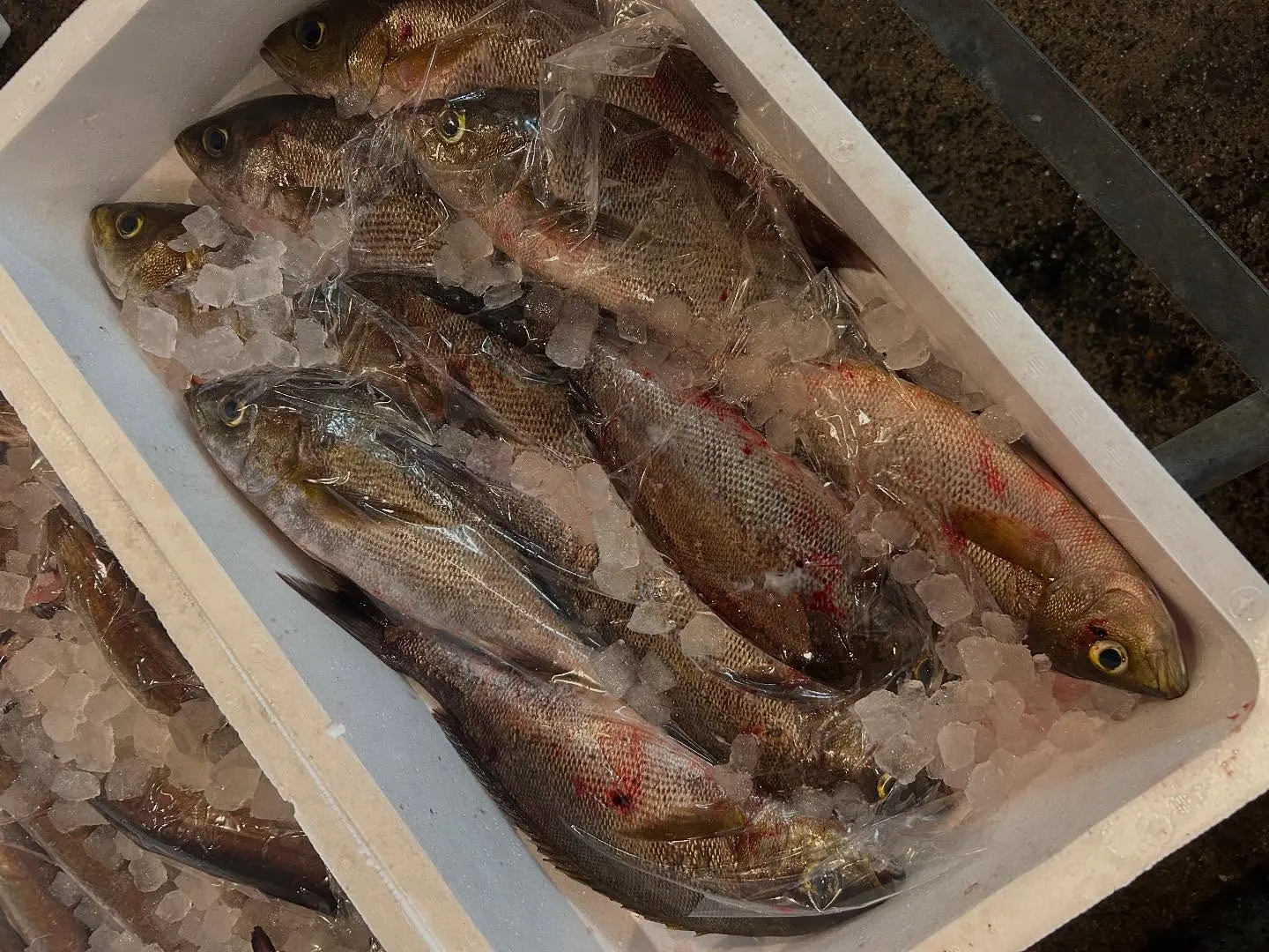 今日のオススメは、