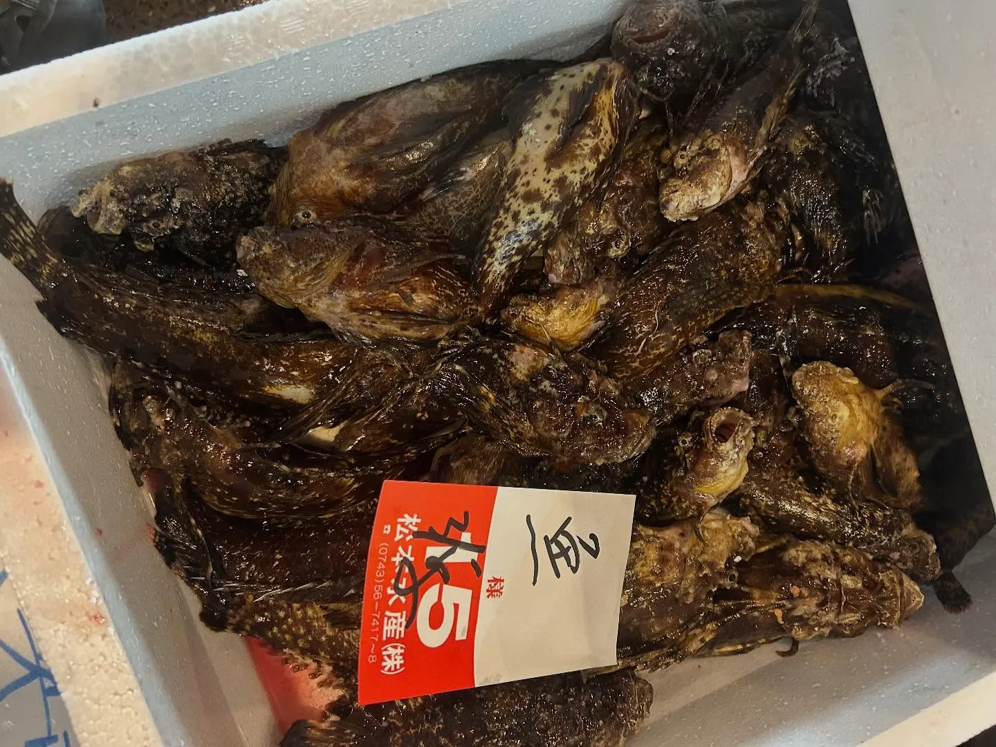 今日のオススメは、