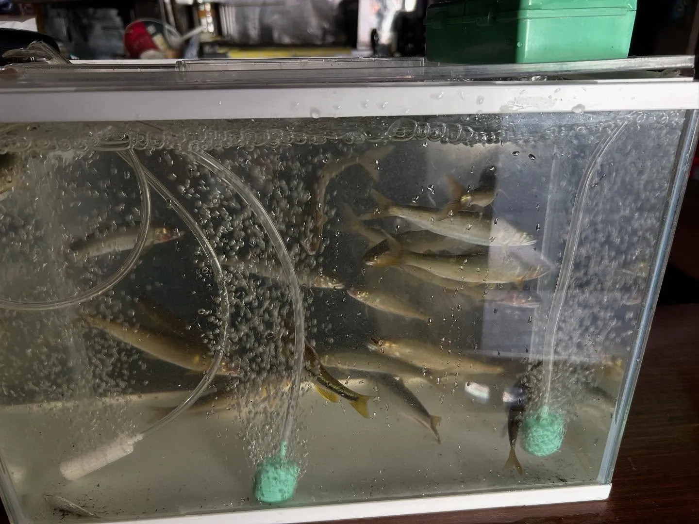 今日のオススメは、