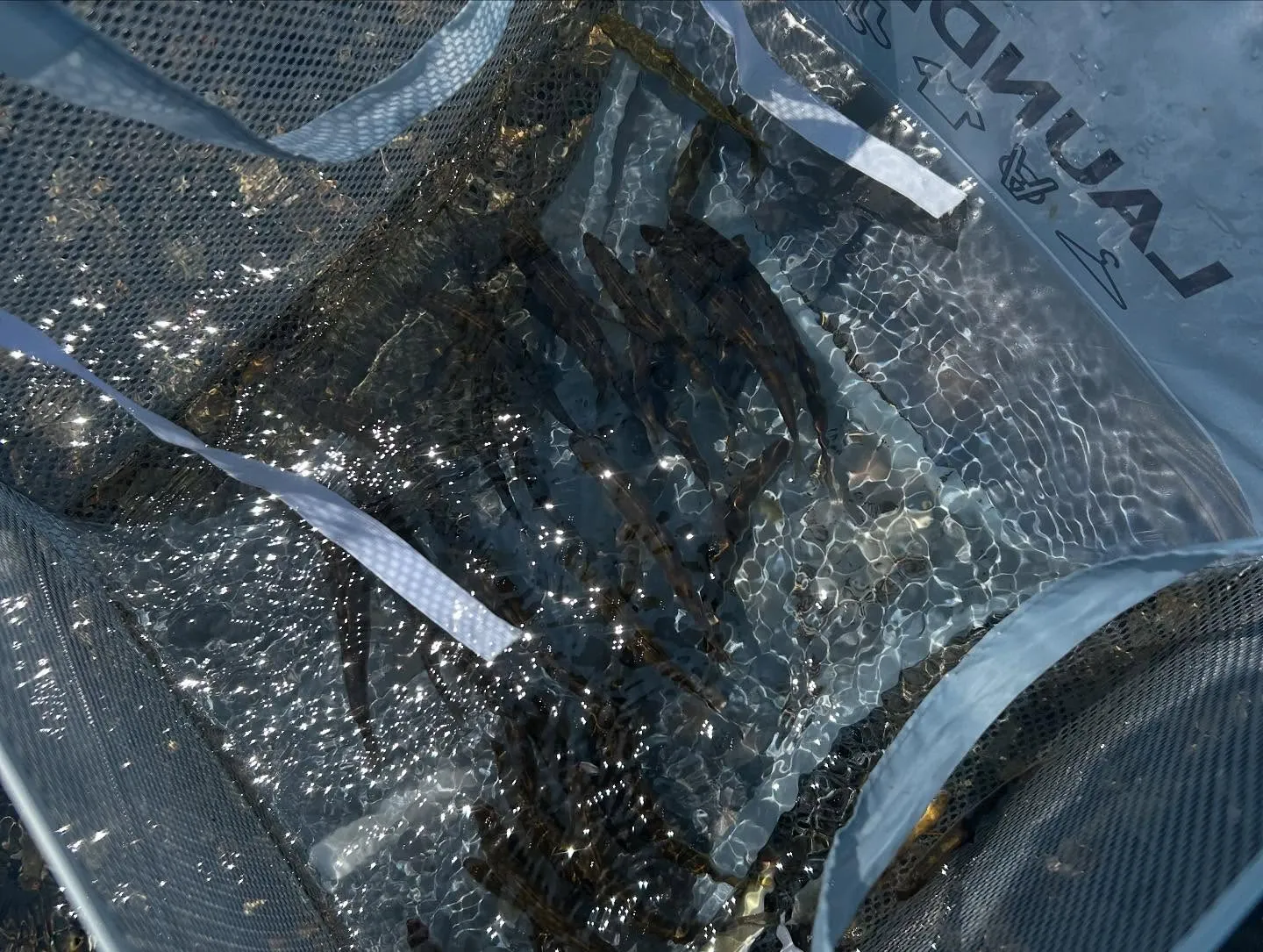 今日のオススメは、