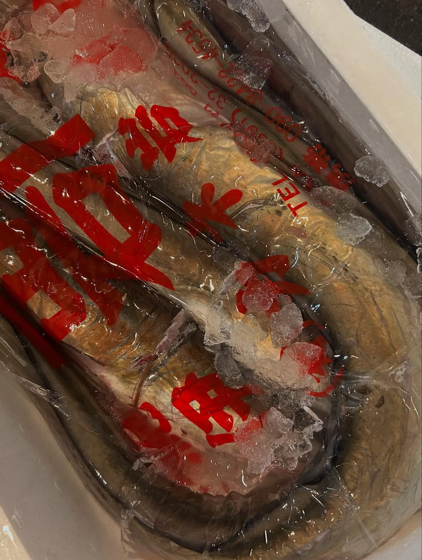 ヤイトカツオ　お造り　