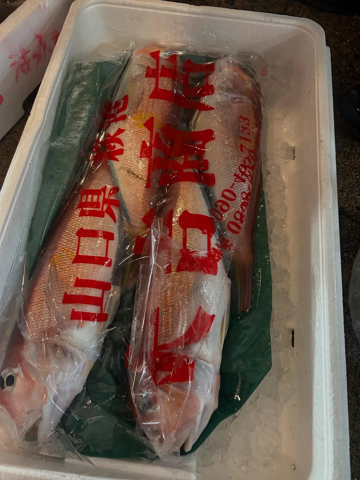 ヤイトカツオ　お造り　