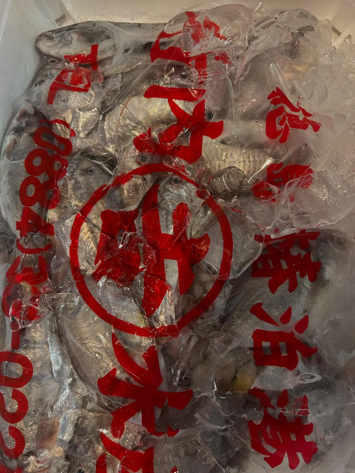 ヤイトカツオ　お造り　