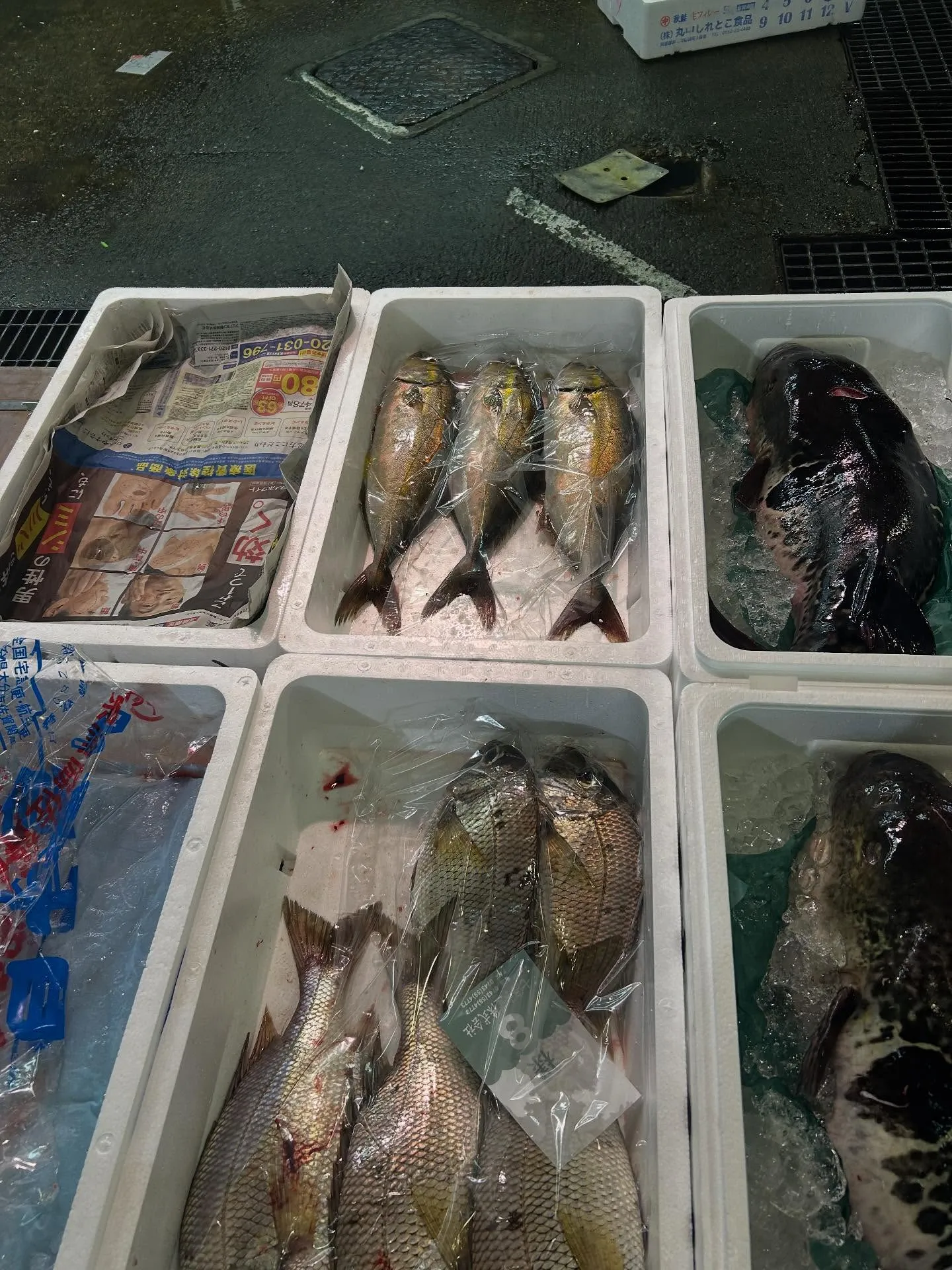 活シオウ　カンパチの小さいのん