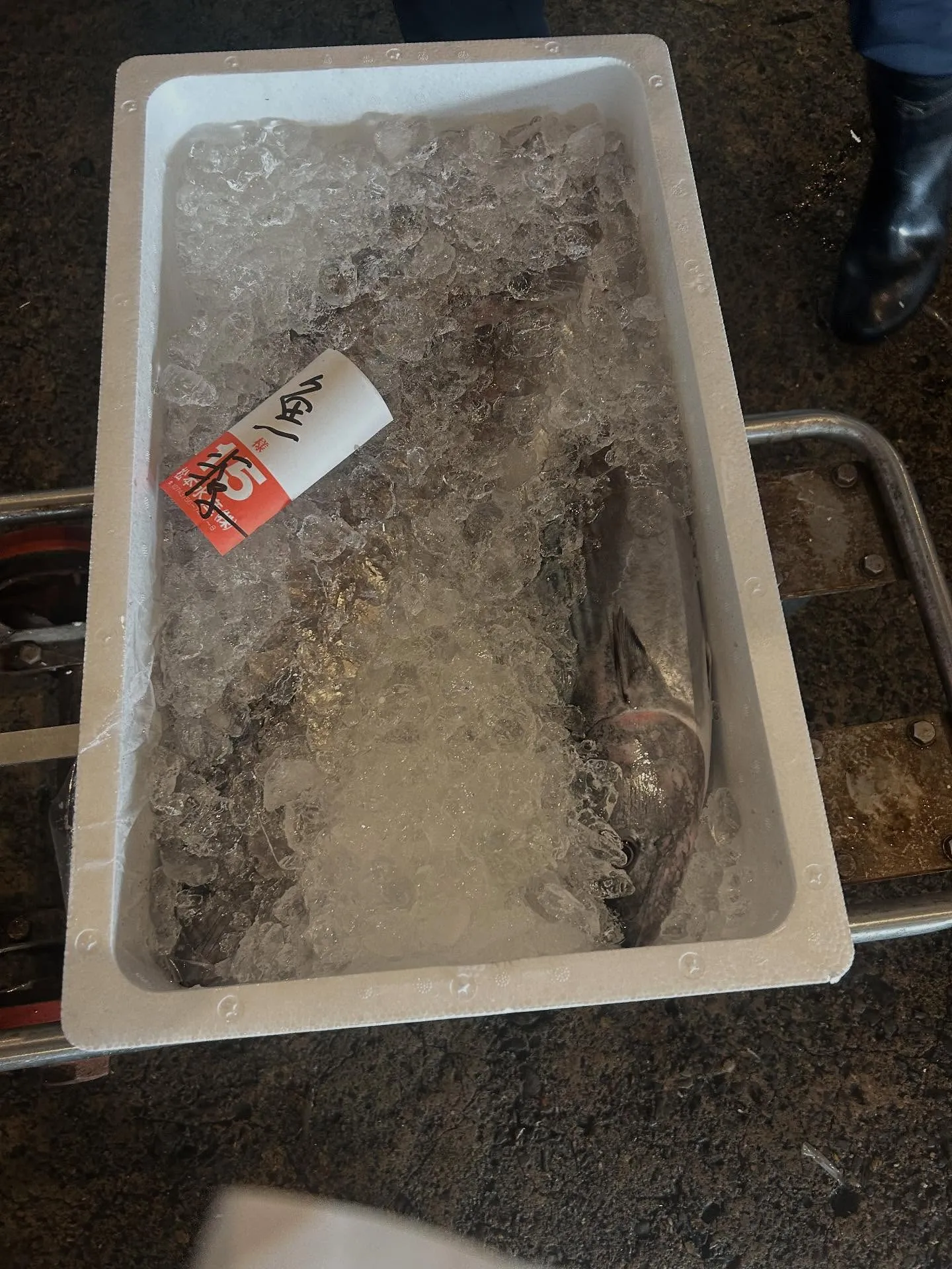 活シオウ　カンパチの小さいのん