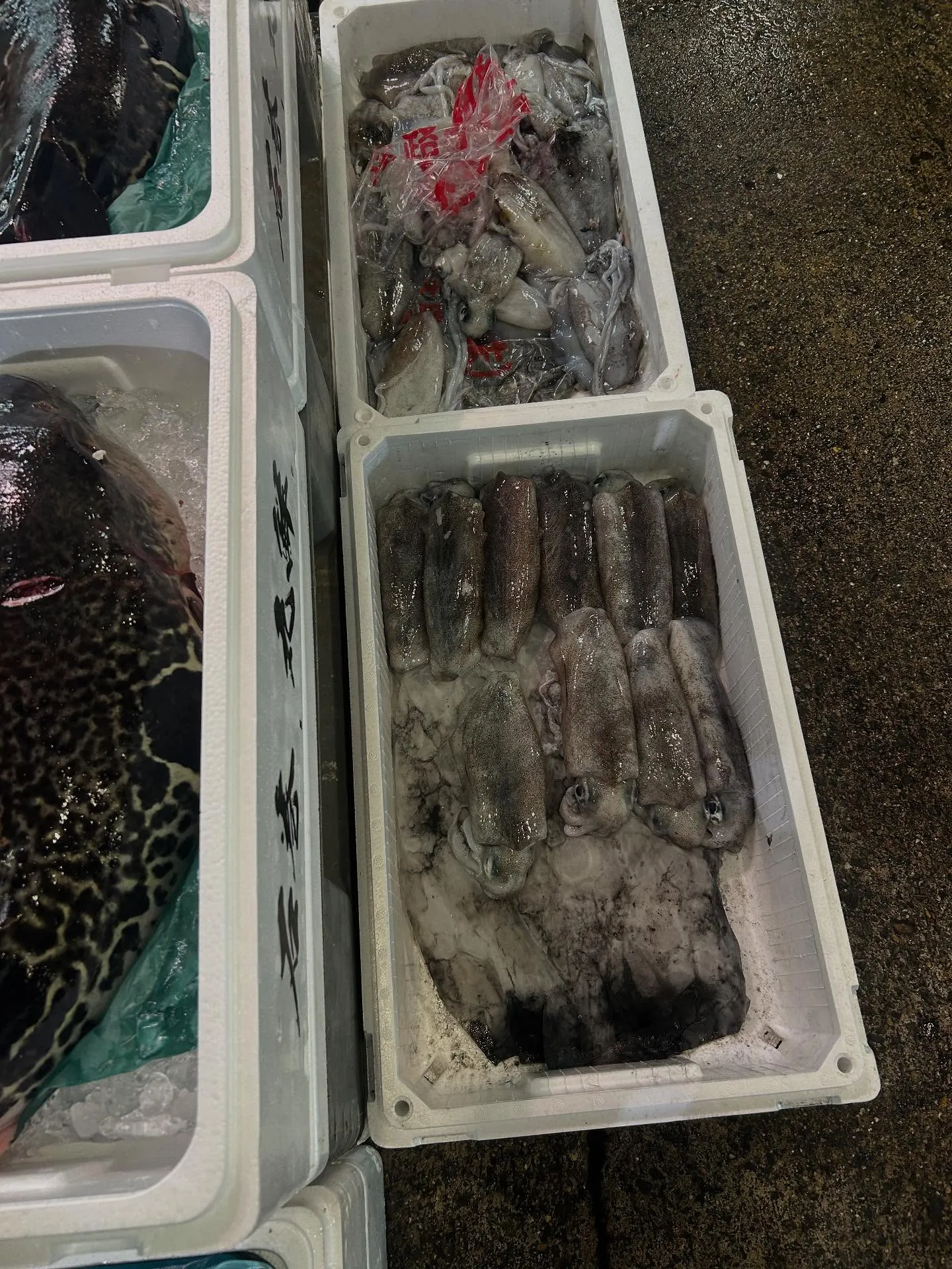 活シオウ　カンパチの小さいのん