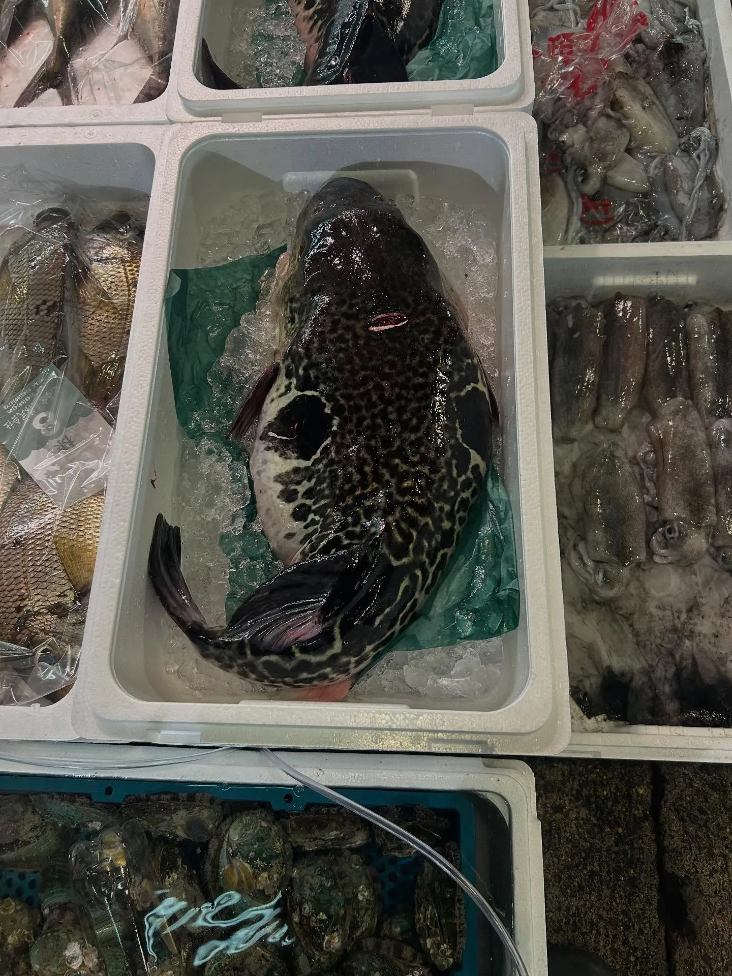 活シオウ　カンパチの小さいのん