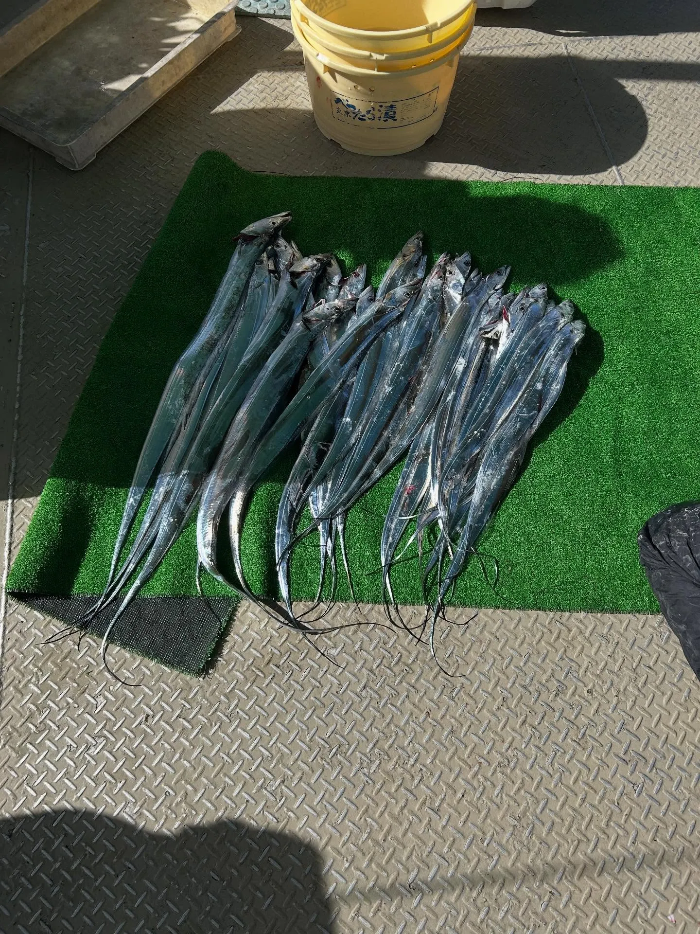 今日は、洲本沖へ、タチウオ釣り🎣