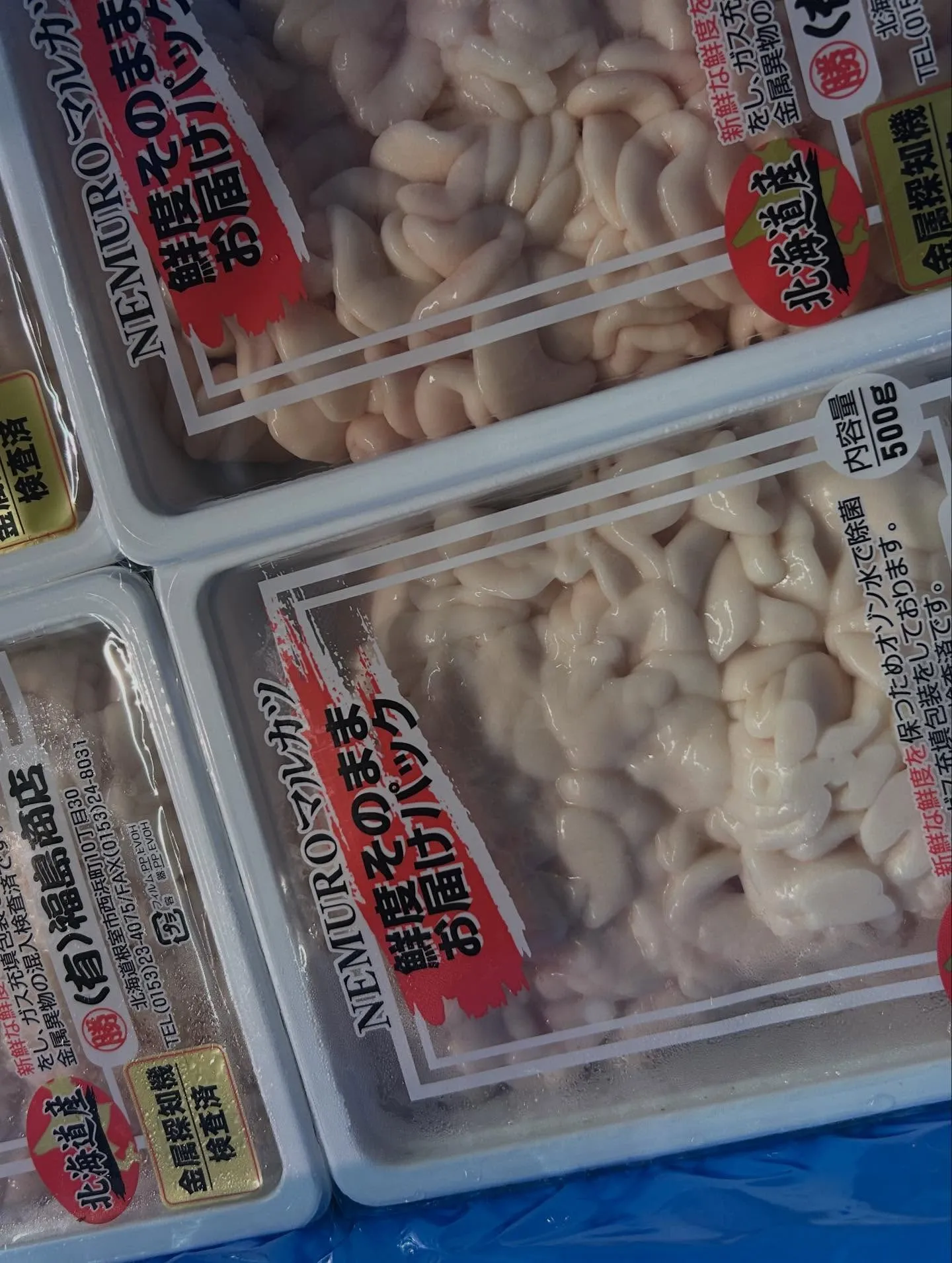 タイラギガイ　愛知