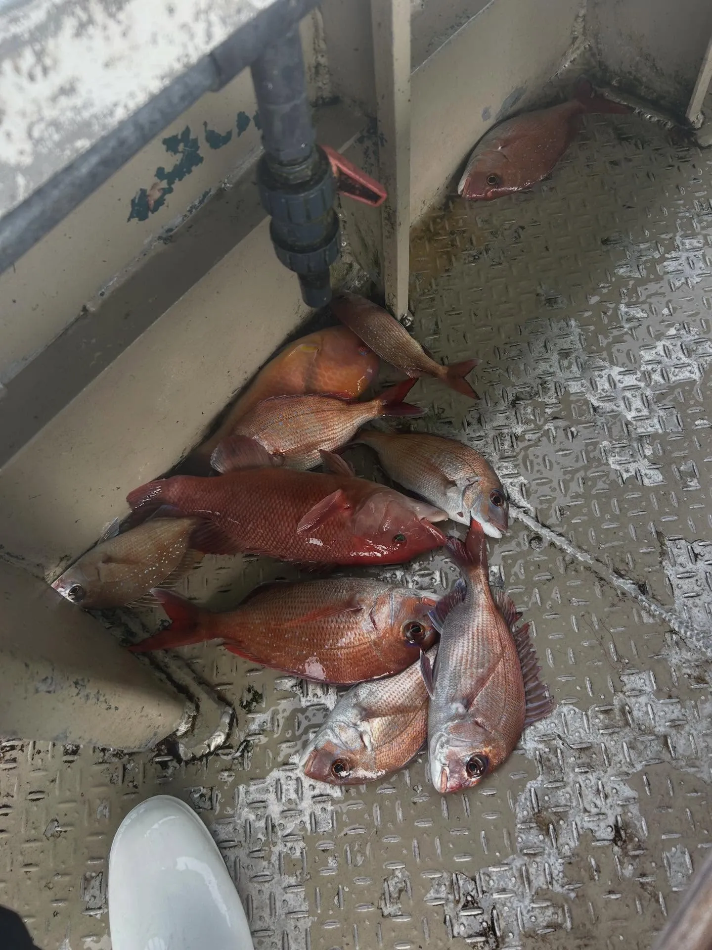 今年の初釣り🎣