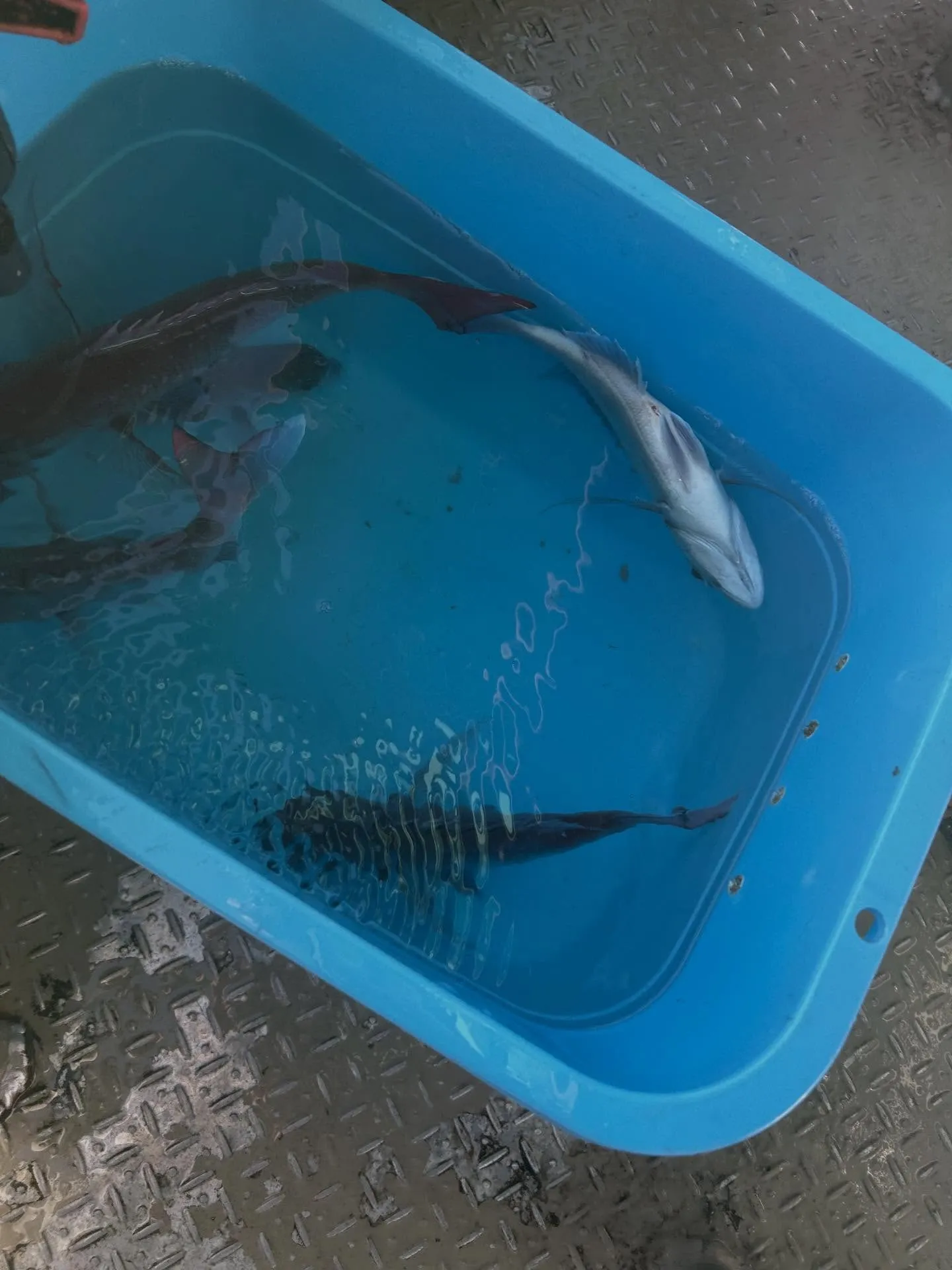 今年の初釣り🎣