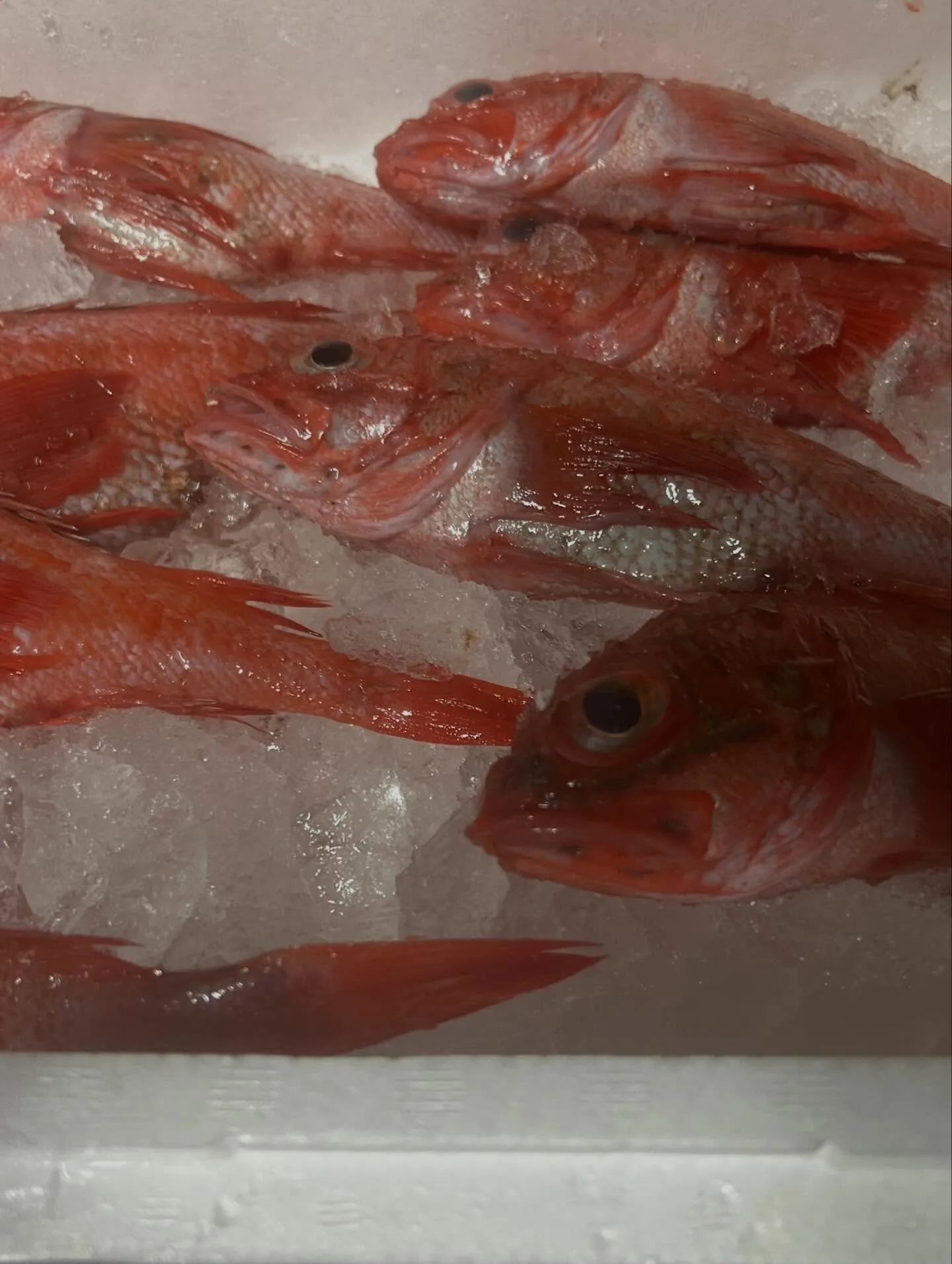 本日のオススメ