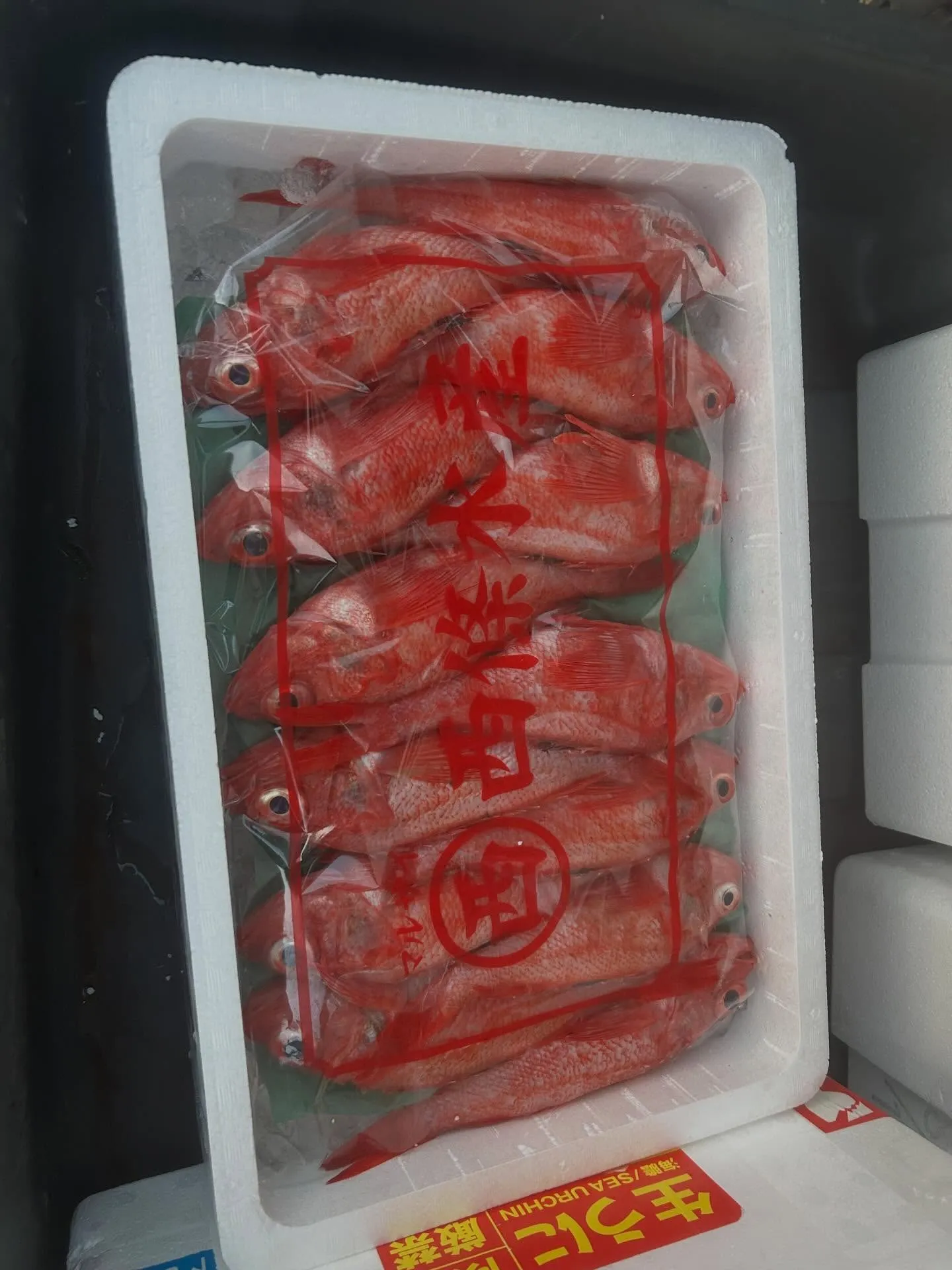 キンキ　北海道