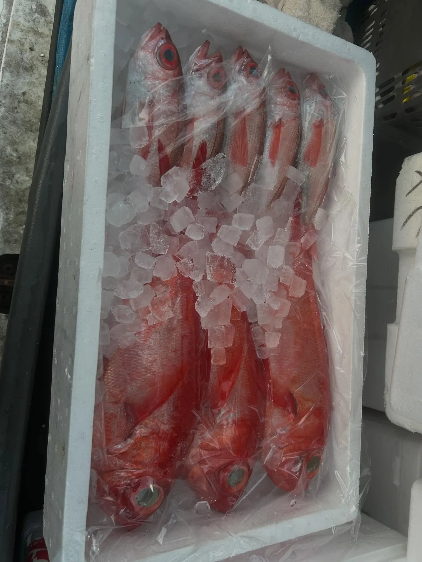 キンキ　北海道