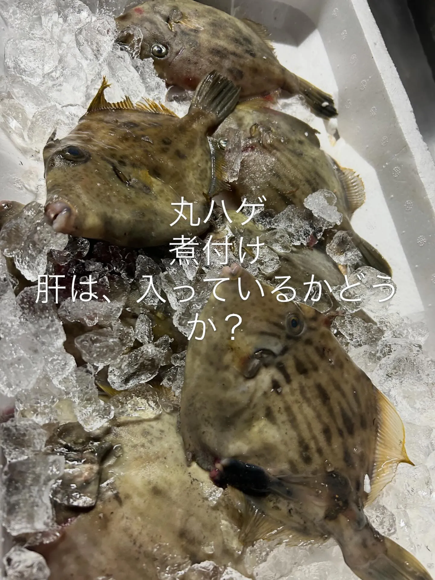 今日のオススメ