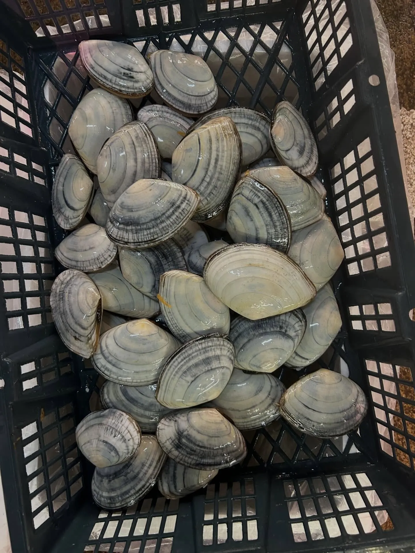 白貝　北海道産　あっさり美味しい貝です♪♪