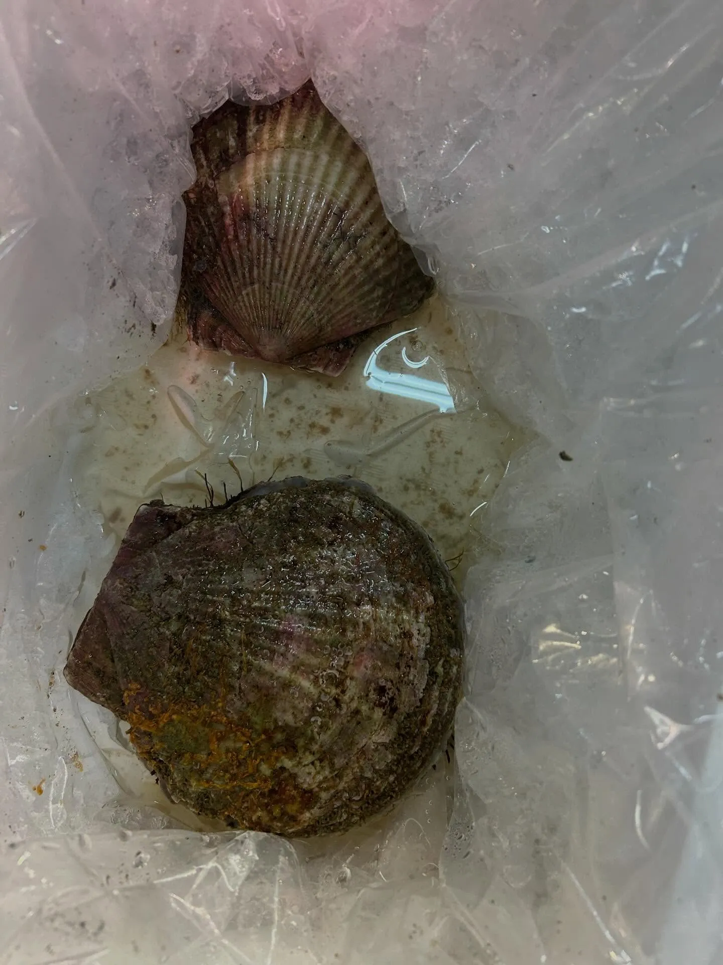 白貝　北海道産　あっさり美味しい貝です♪♪