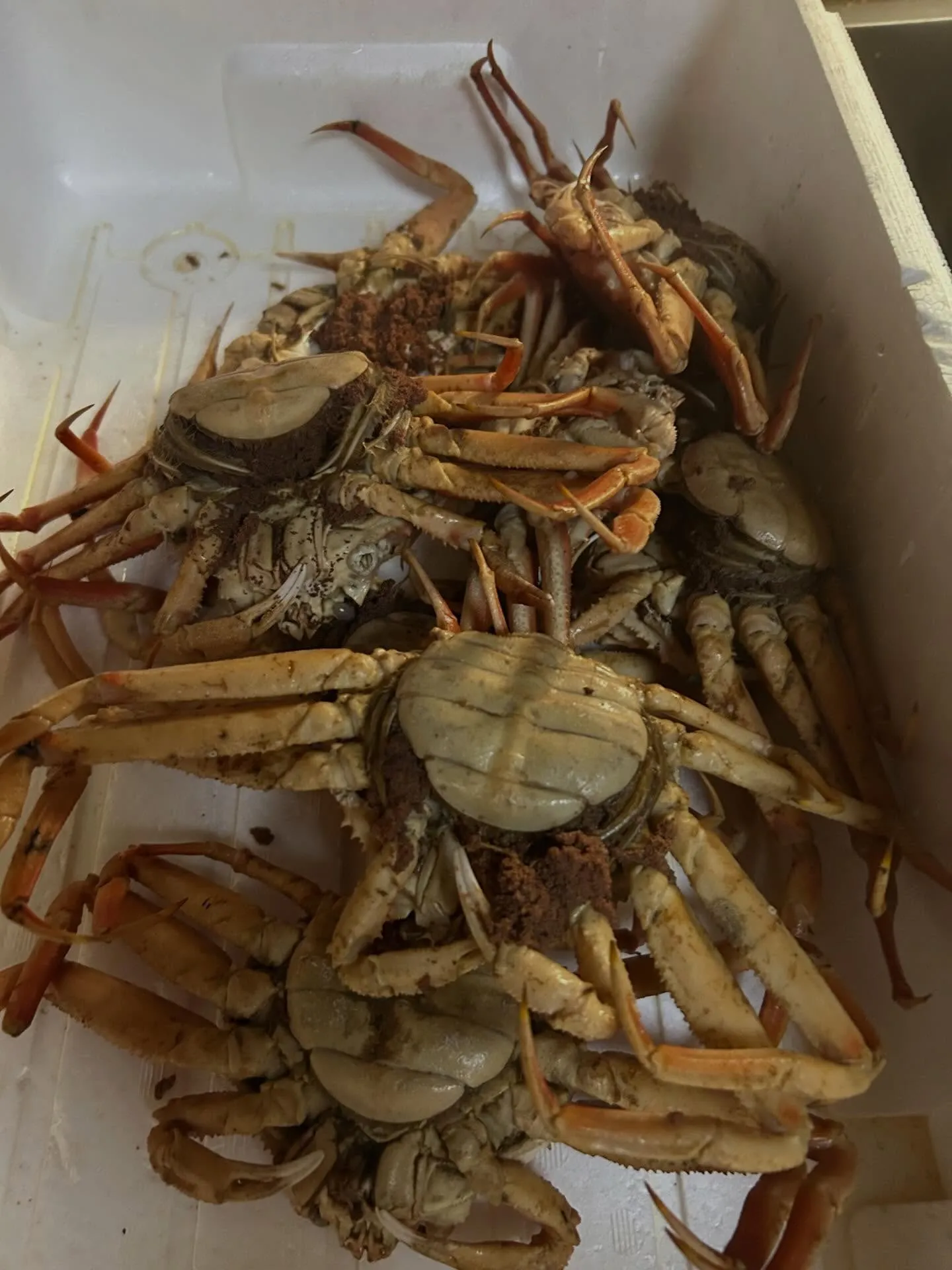 宮城産　天然本マグロ　生