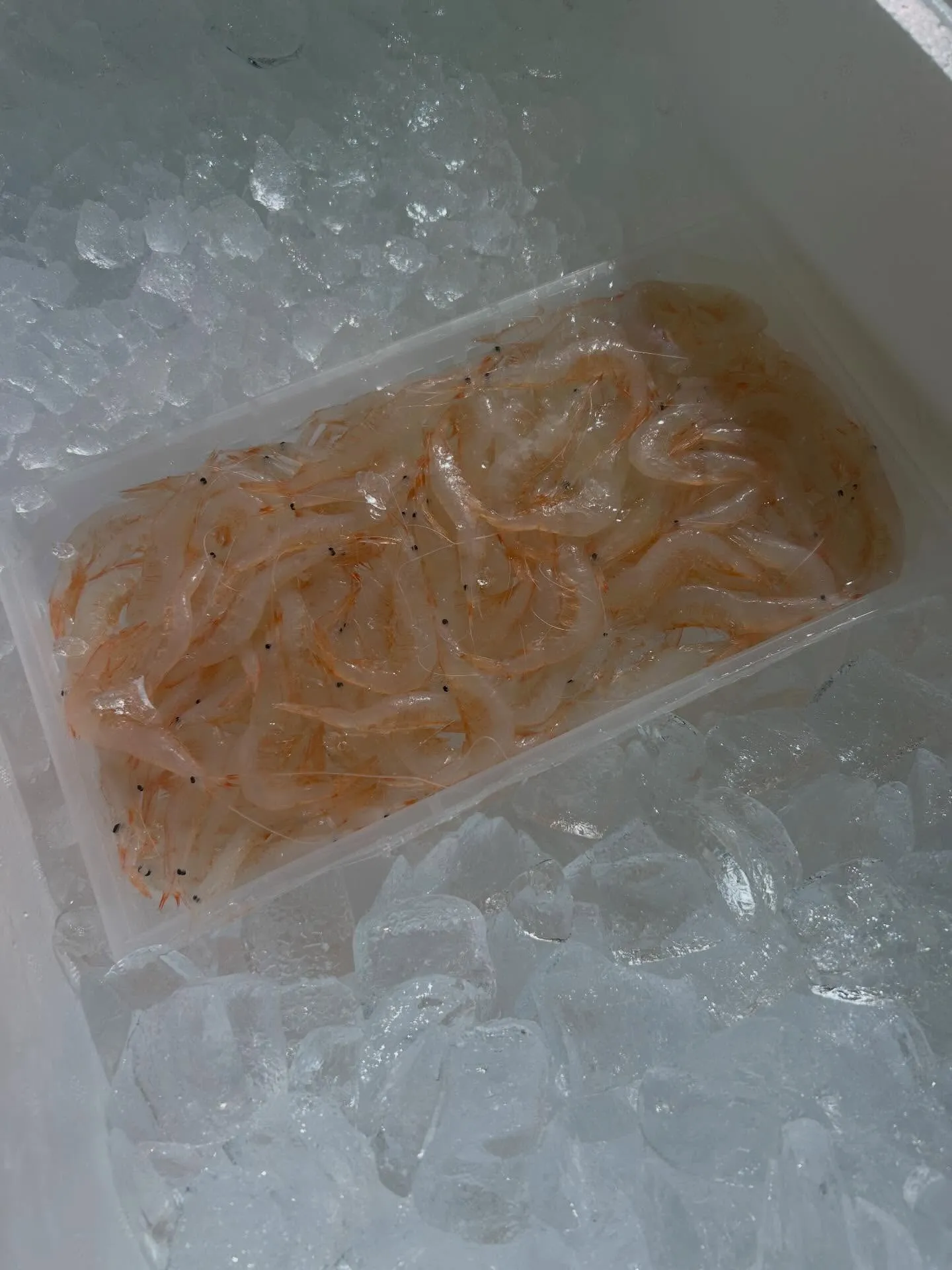 白エビ　富山県