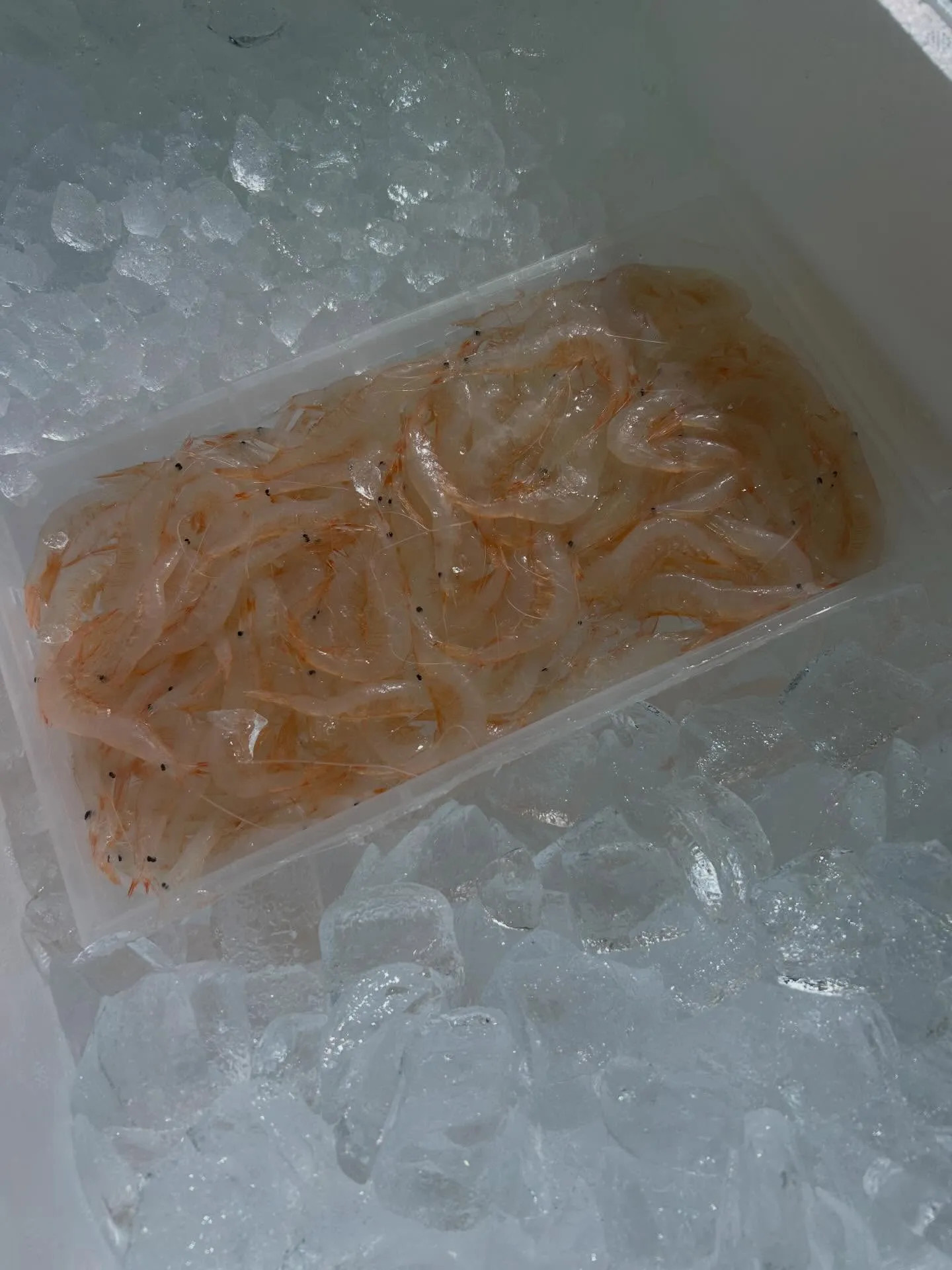 白エビ　富山県