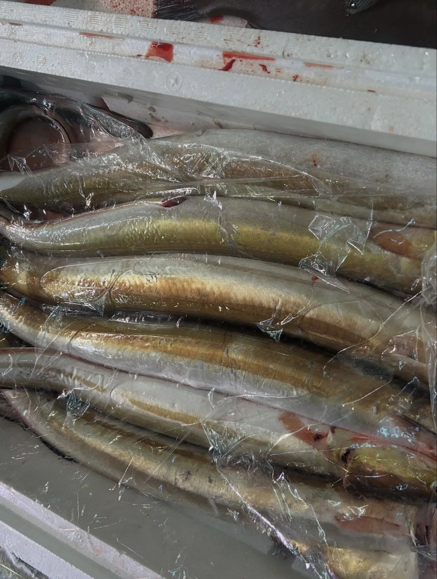 白エビ　富山県