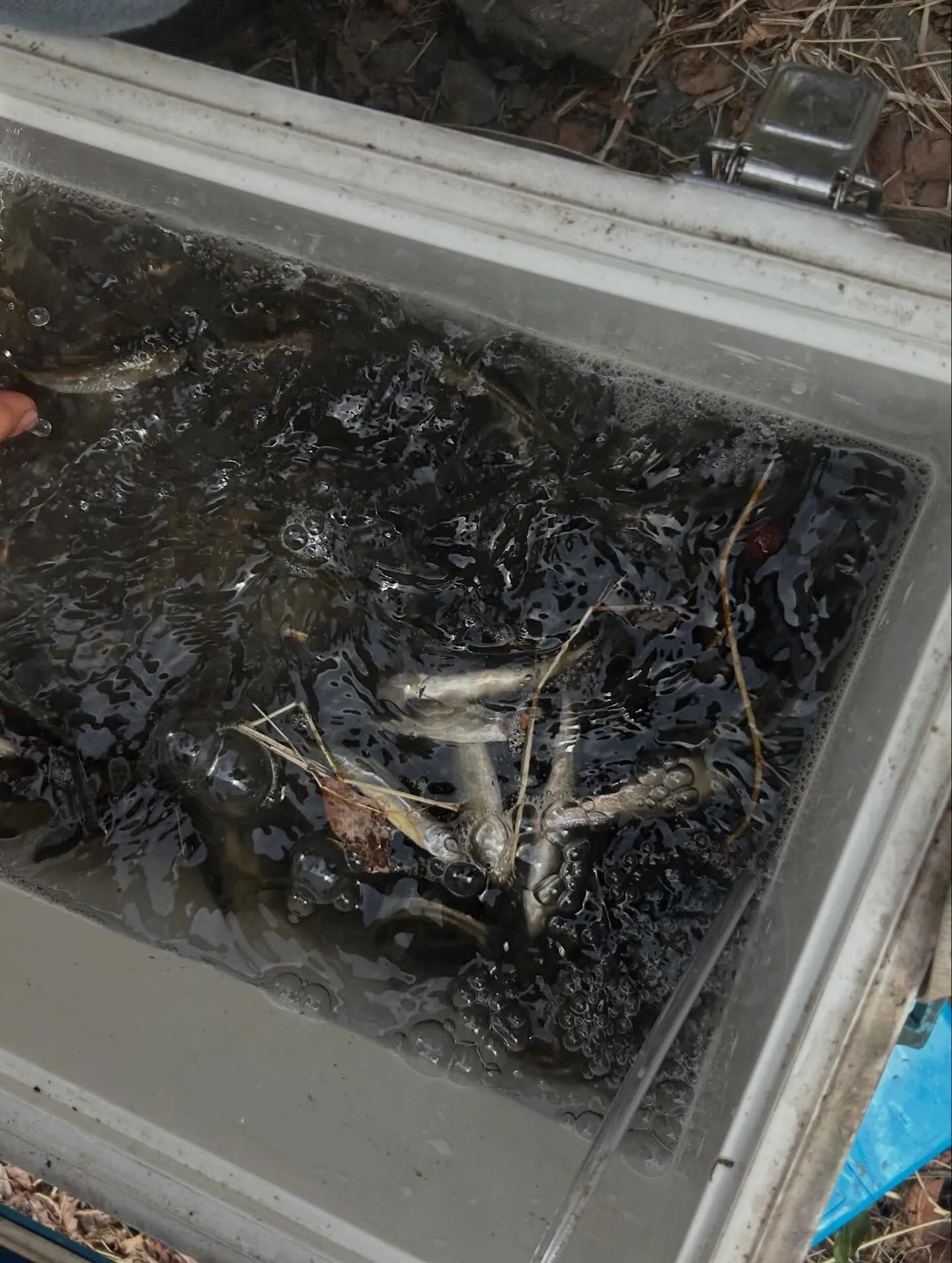 白エビ　富山県