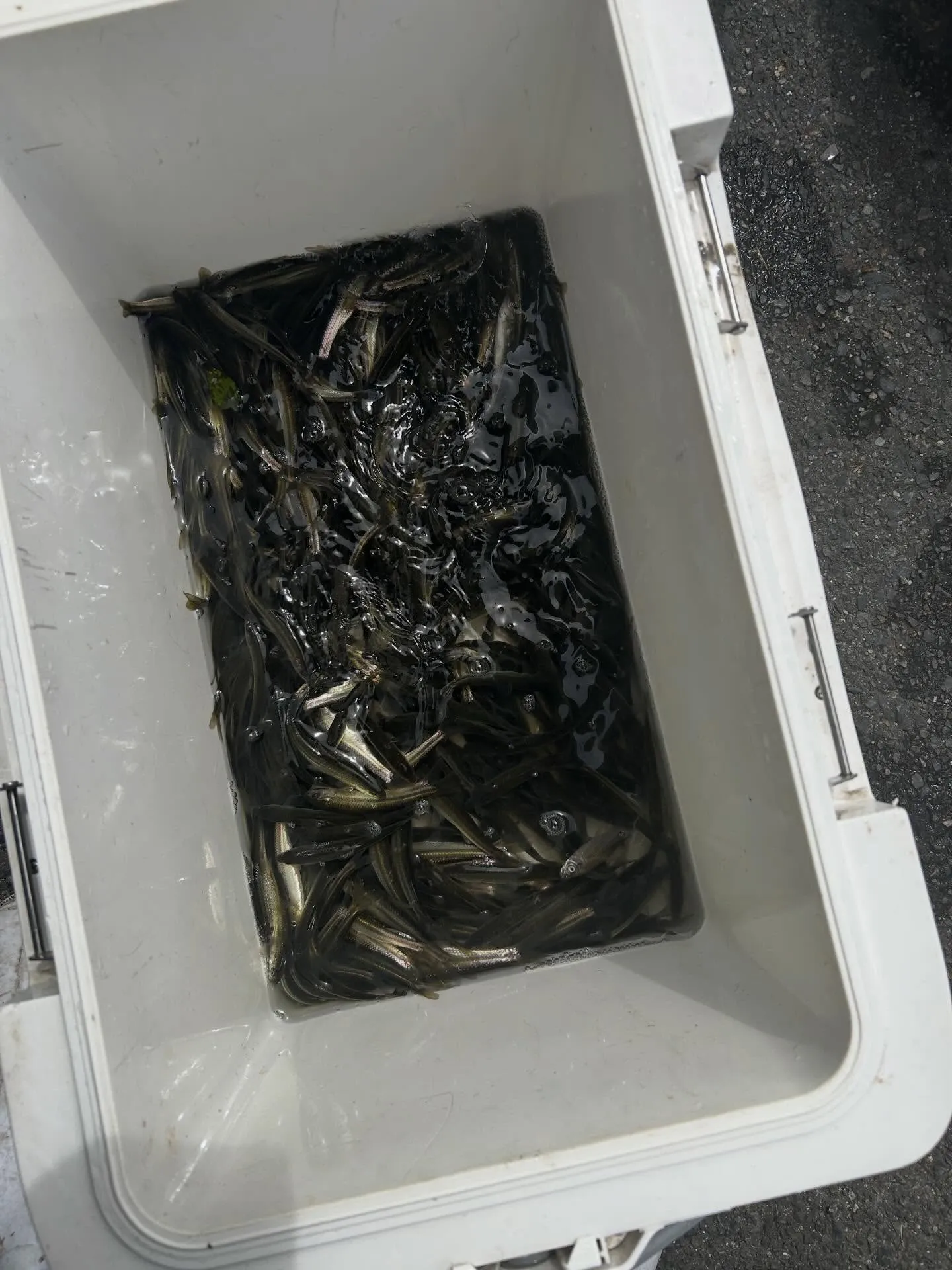 白エビ　富山県