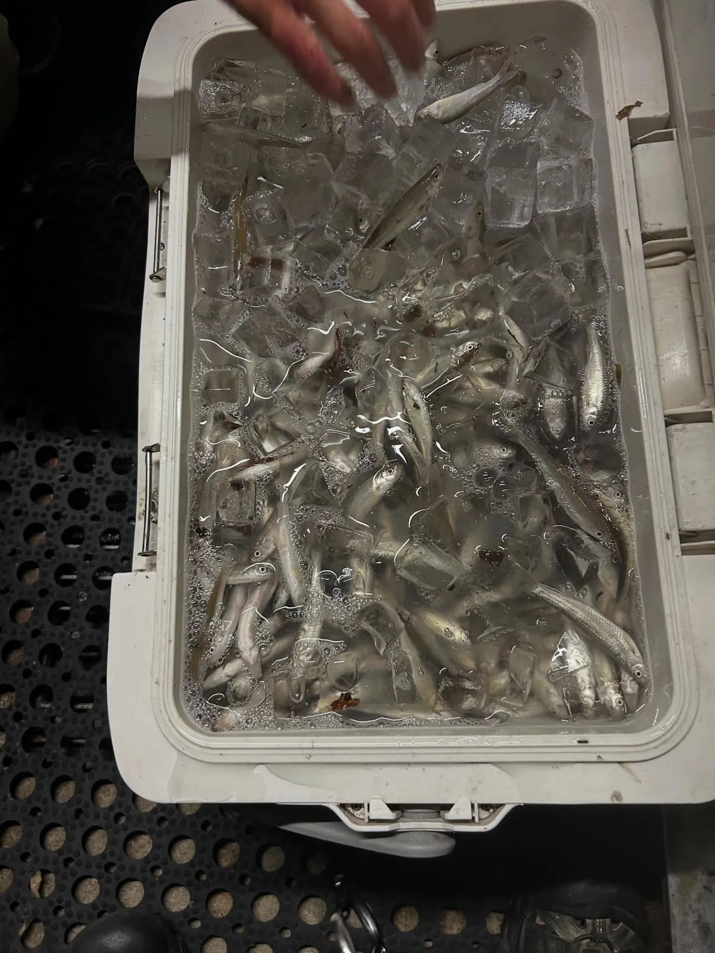 琵琶湖　本モロコ