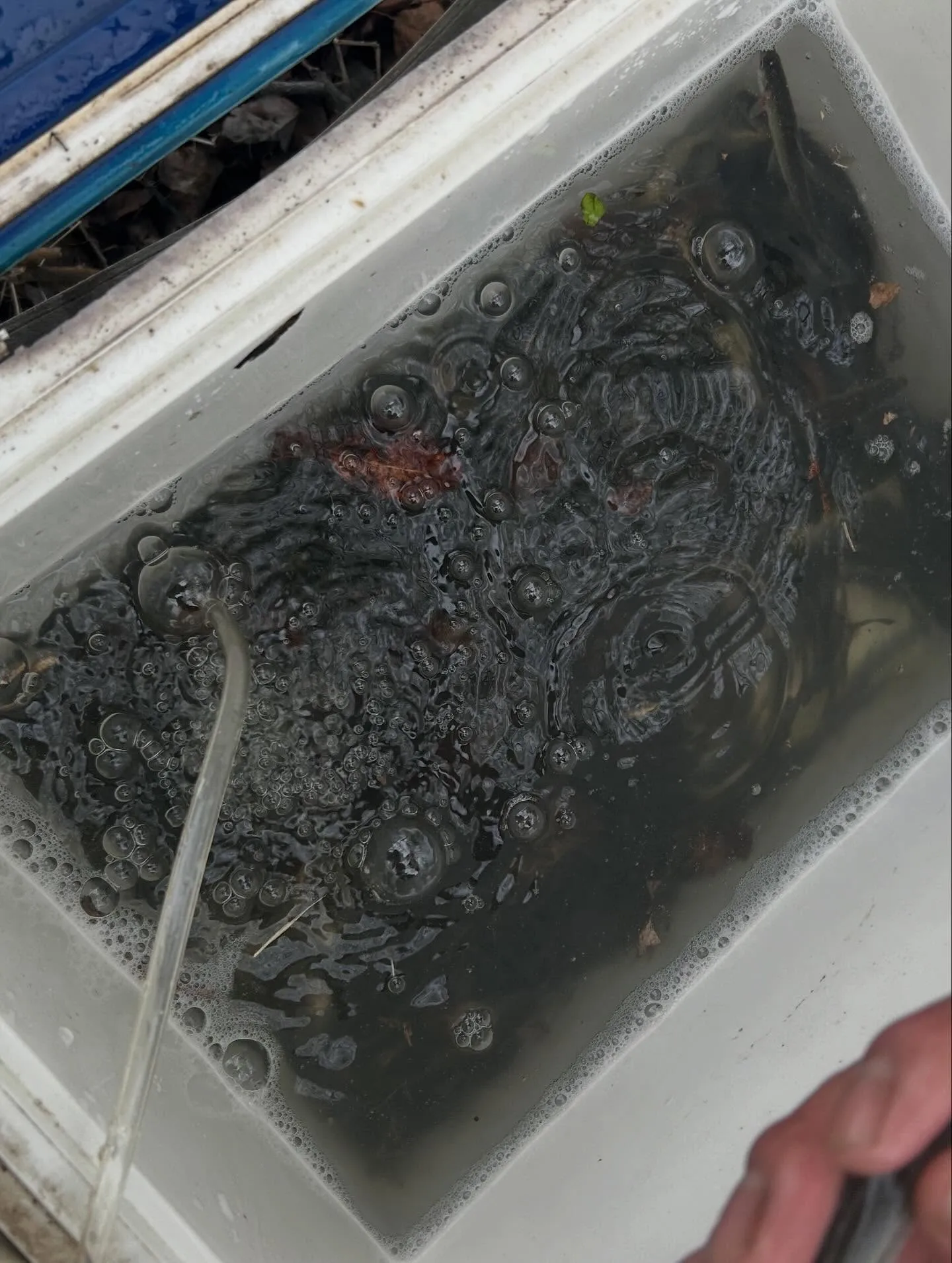 琵琶湖　本モロコ