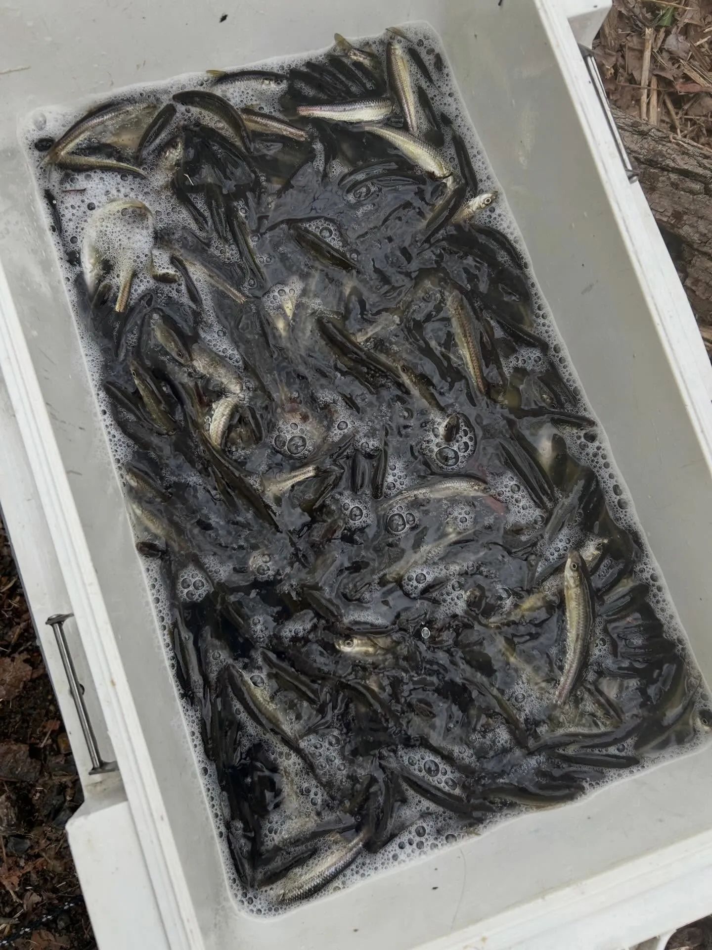 琵琶湖　本モロコ