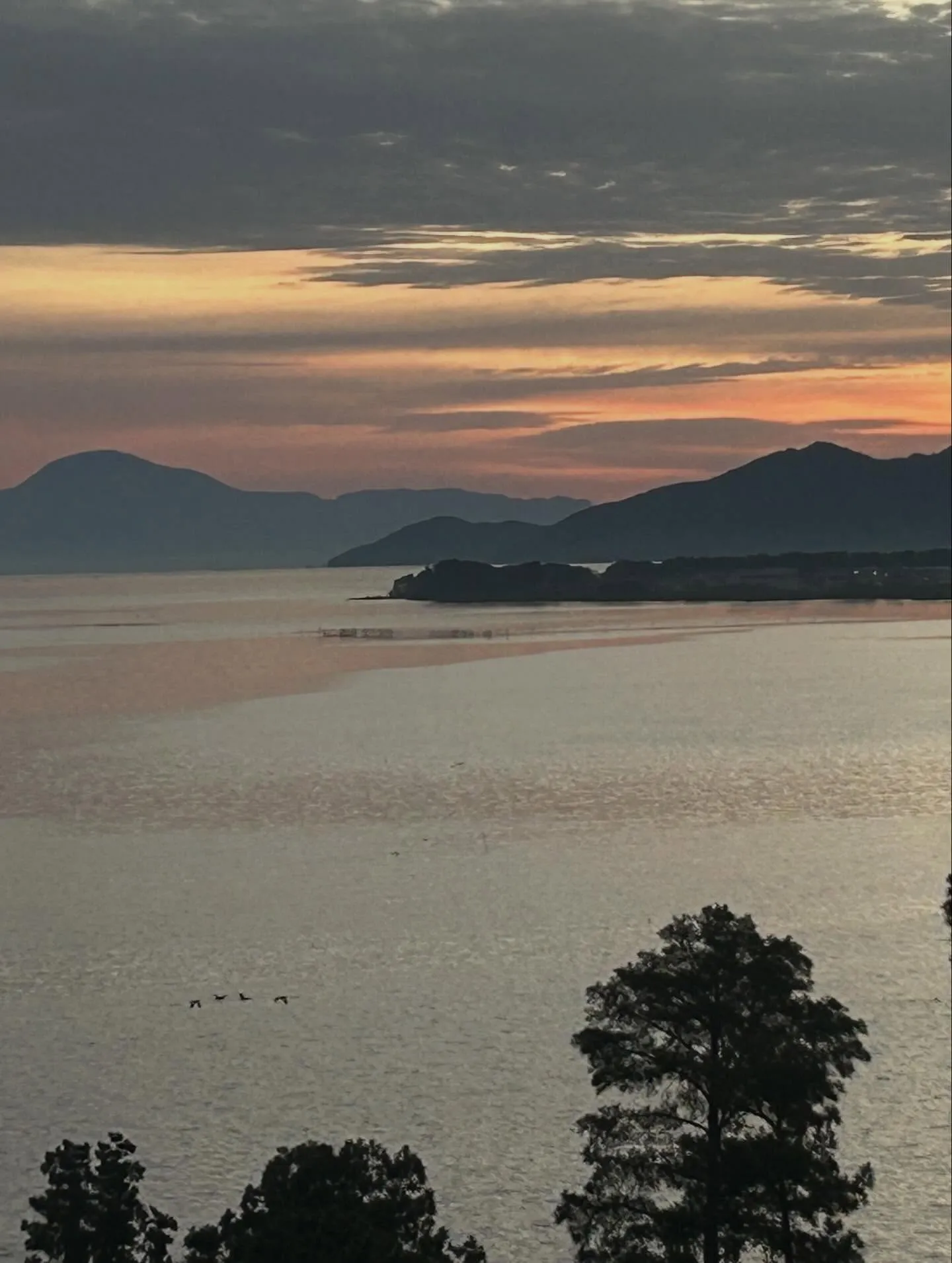 琵琶湖　本モロコ