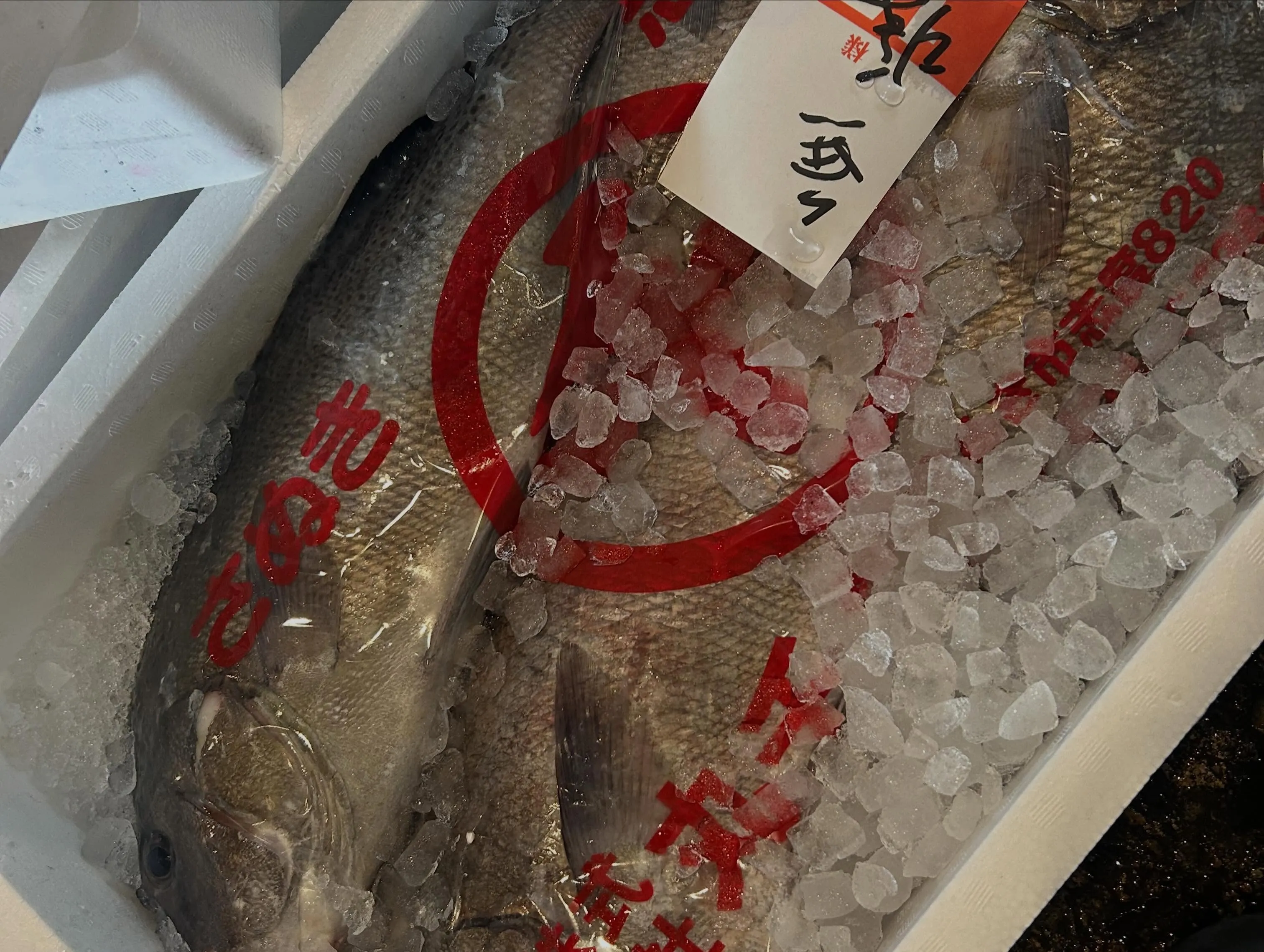 活ハモ　照り焼き用　大きなハモです♪
