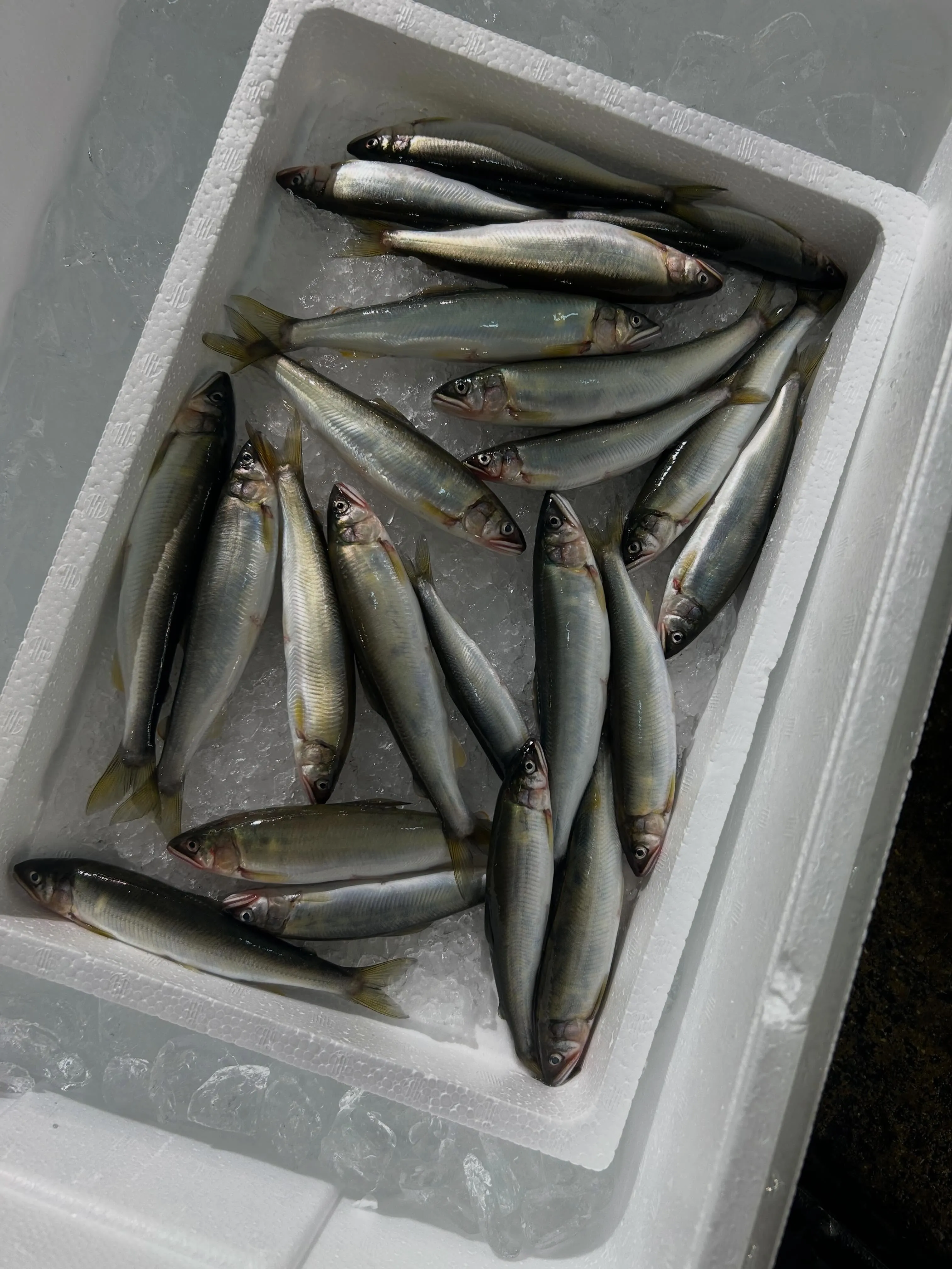 琵琶湖産