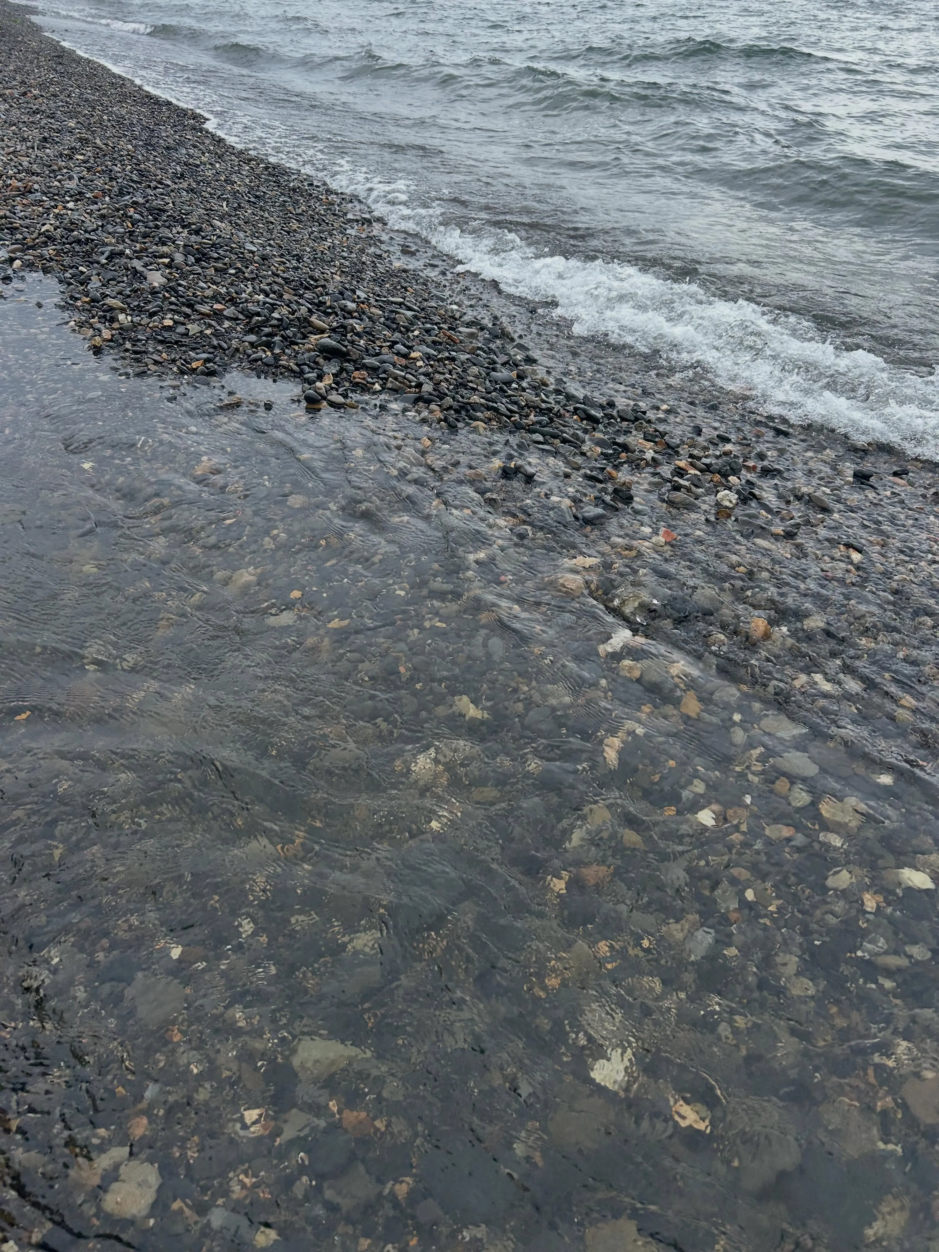 琵琶湖産