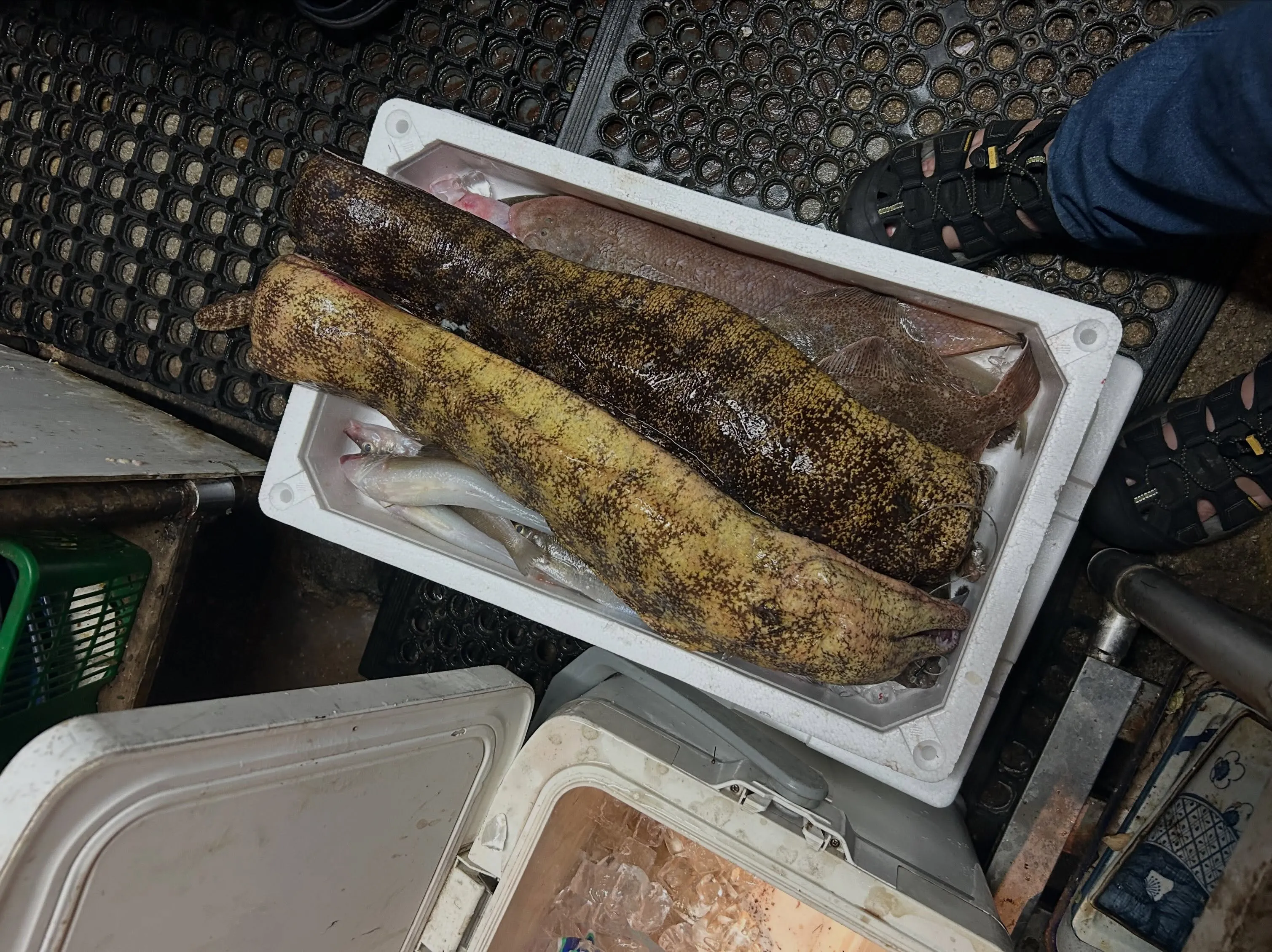 和歌山由良へ、底物釣りに🎣