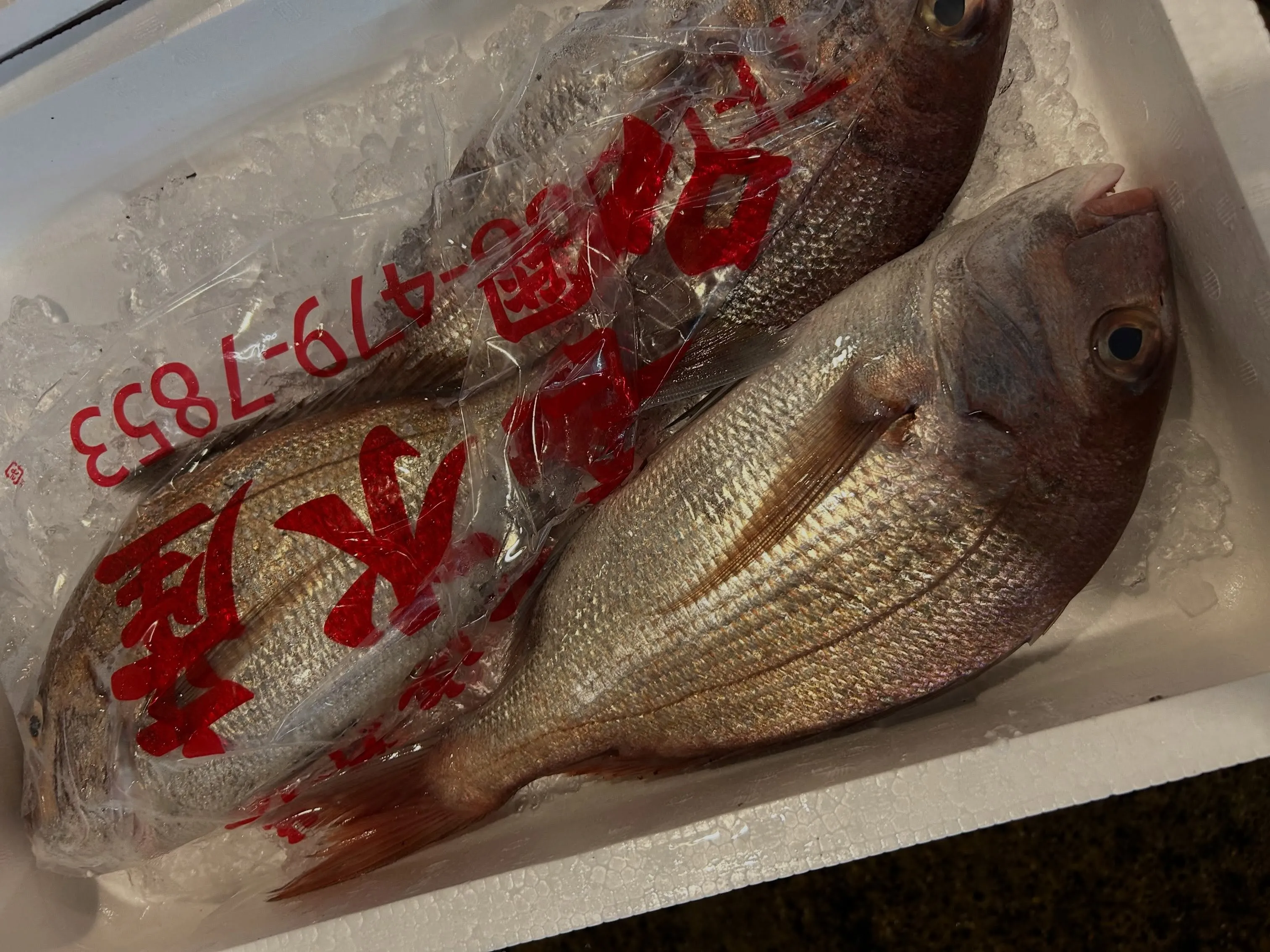 今日のところは、まだ魚🐟色々ありました。
