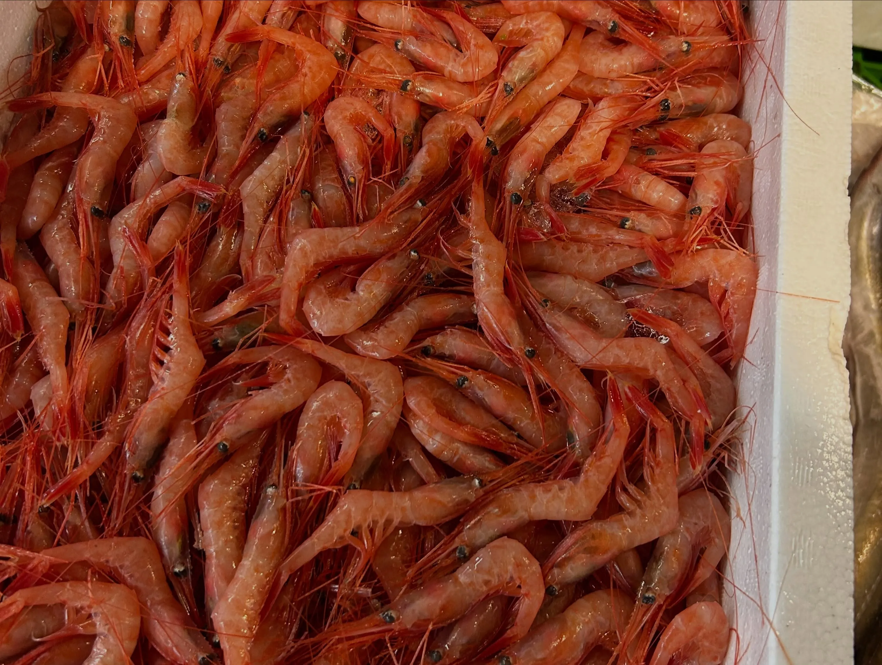 今日のところは、まだ魚🐟色々ありました。