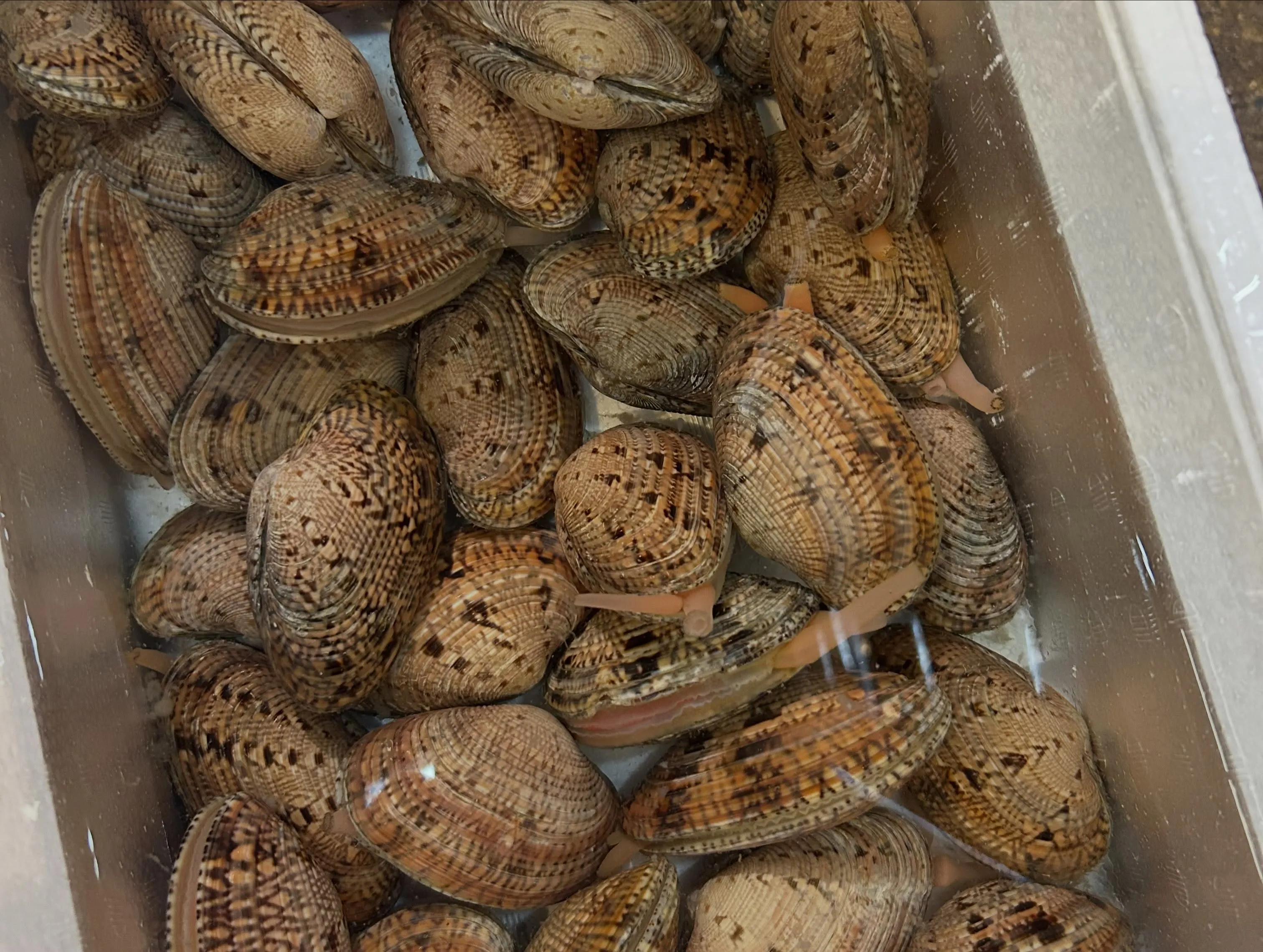 今日のところは、まだ魚🐟色々ありました。