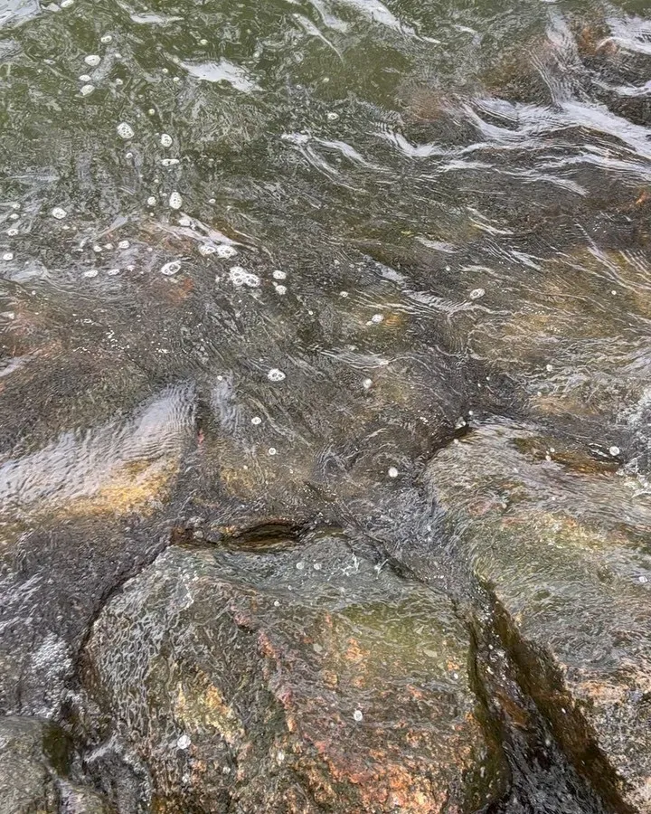 今日は、琵琶湖で、モロコ釣り